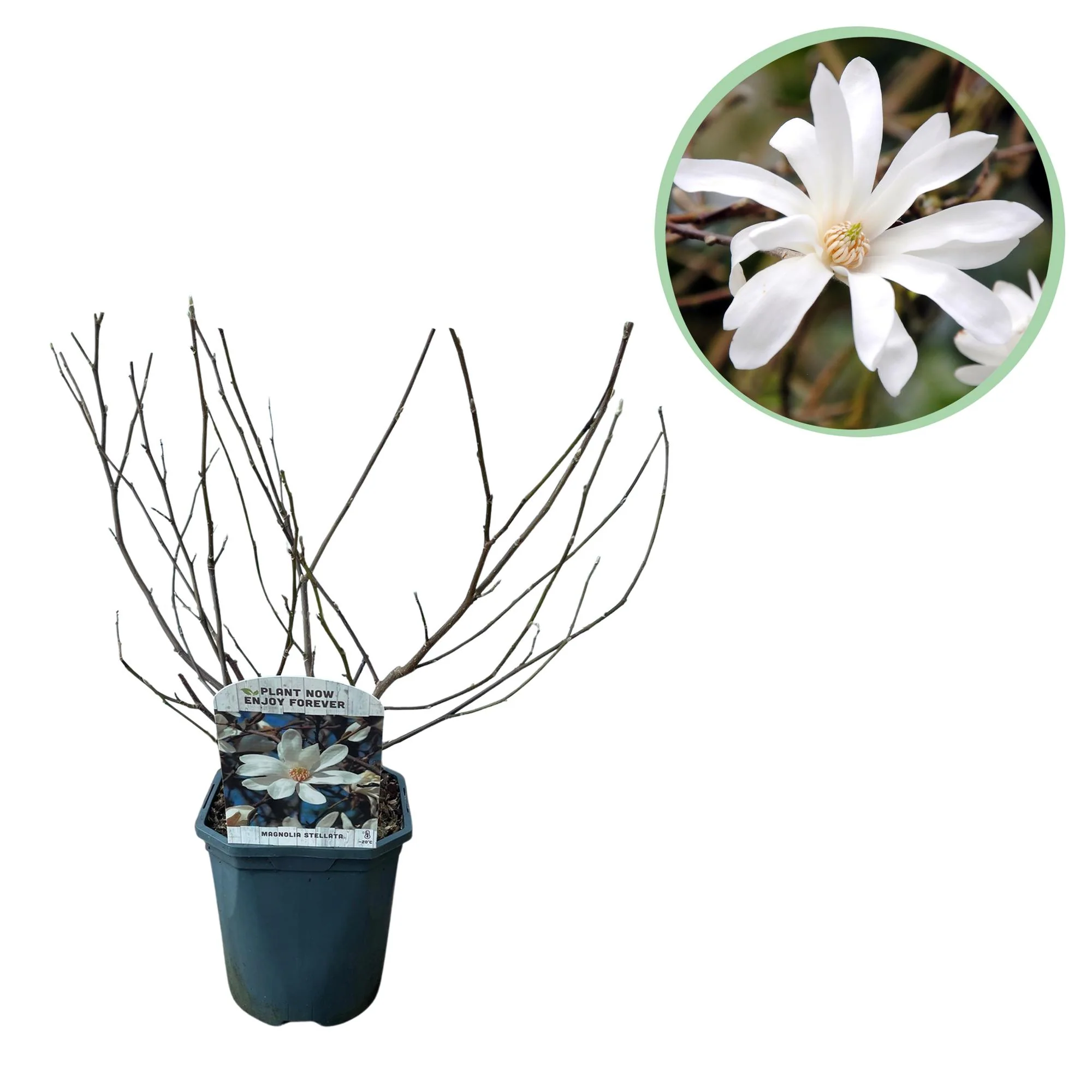 Sternmagnolie - Magnolie - Magnolia Stellata | Topf 17cm Höhe 45cm