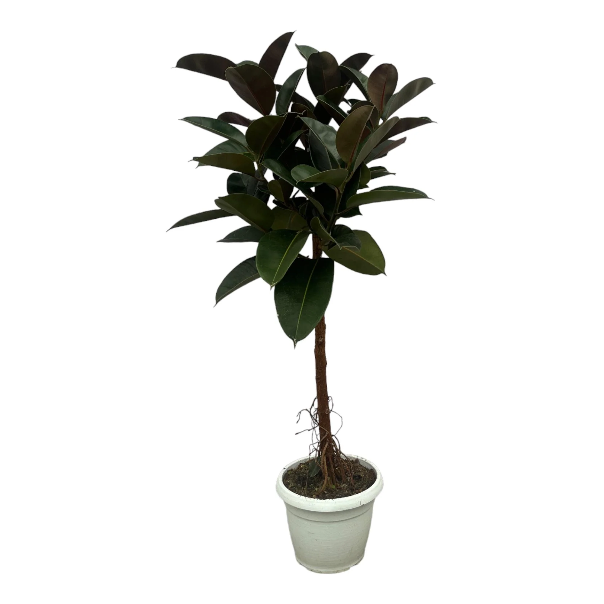 Gummibaum auf Stamm - Ficus Elastica Robusta | 130 cm | Ø24cm