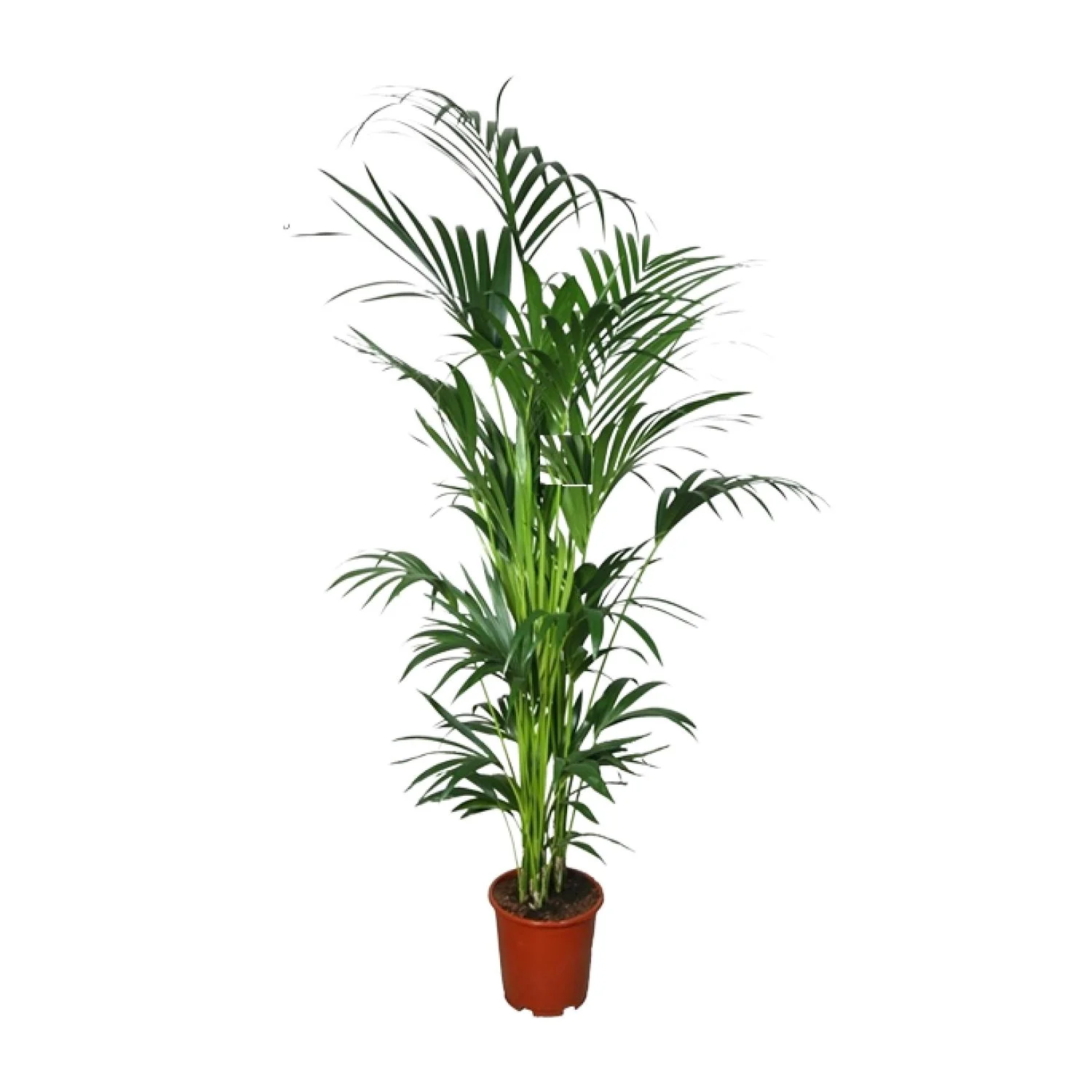 Kentiapalme – Howea forsteriana | 200cm | Ø27cm