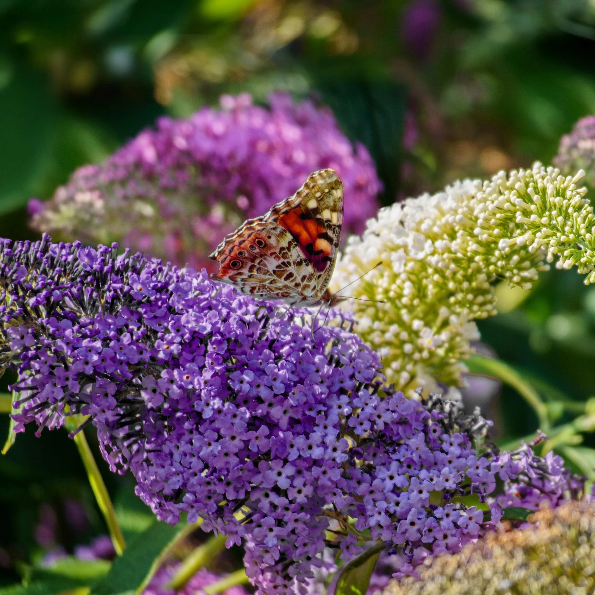 Schmetterlingsstrauch - Buddleja davidii Tricolour | Topf 17cm Höhe 30cm