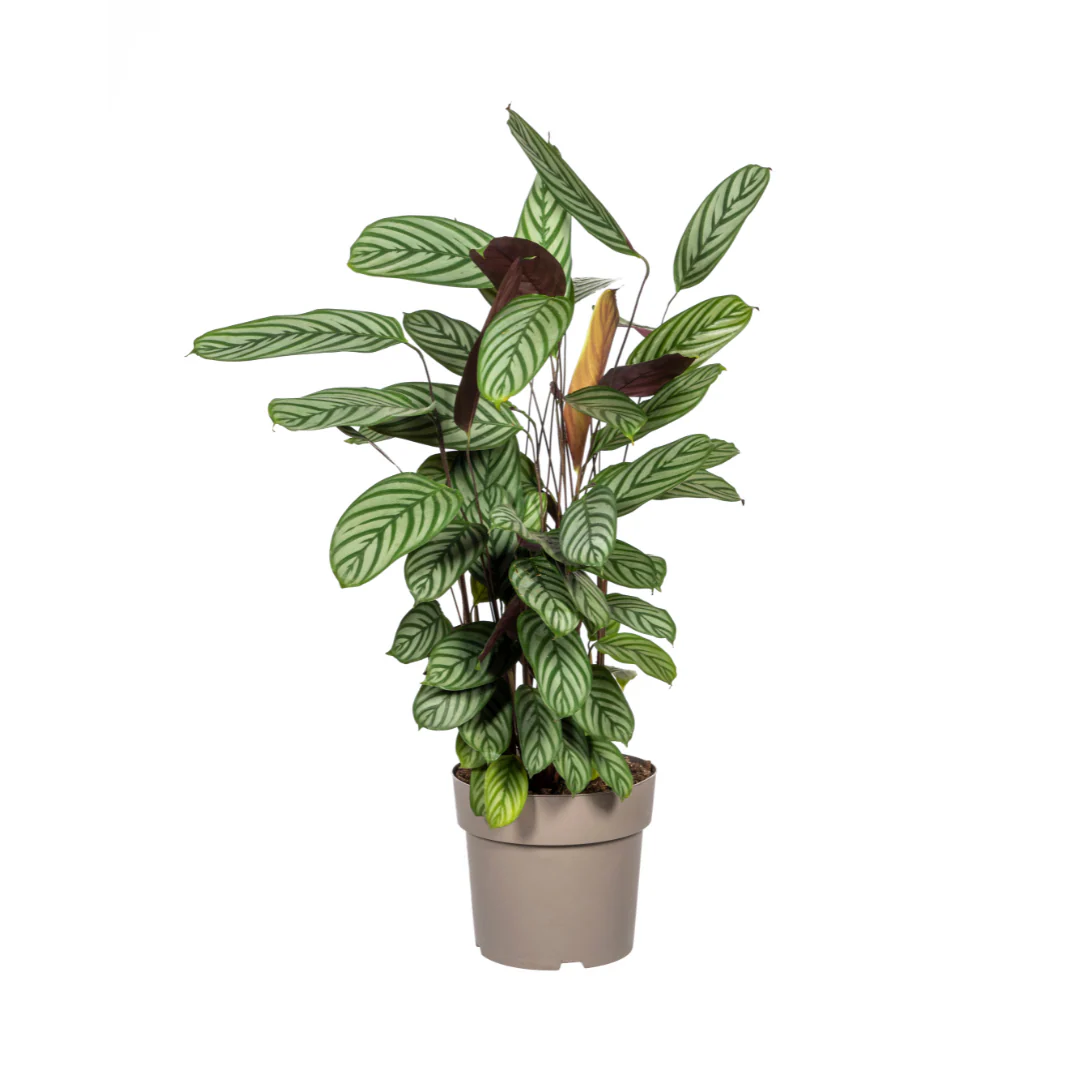 Korbmarante - Calathea Oppenheimiana | 80 - 100cm | Ø24cm