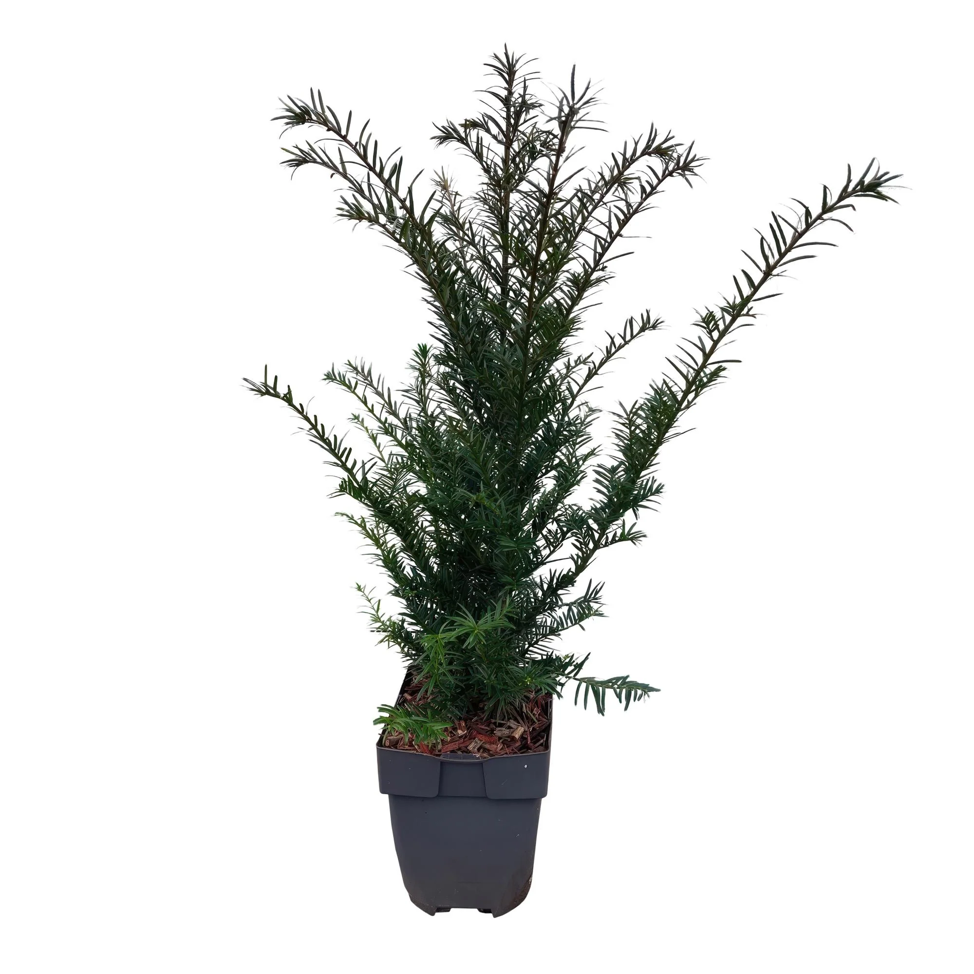 6x Europäische Eibe - Taxus baccata | 6 Pflanzen - 1 laufender Meter | Topf 17cm - Höhe 60cm
