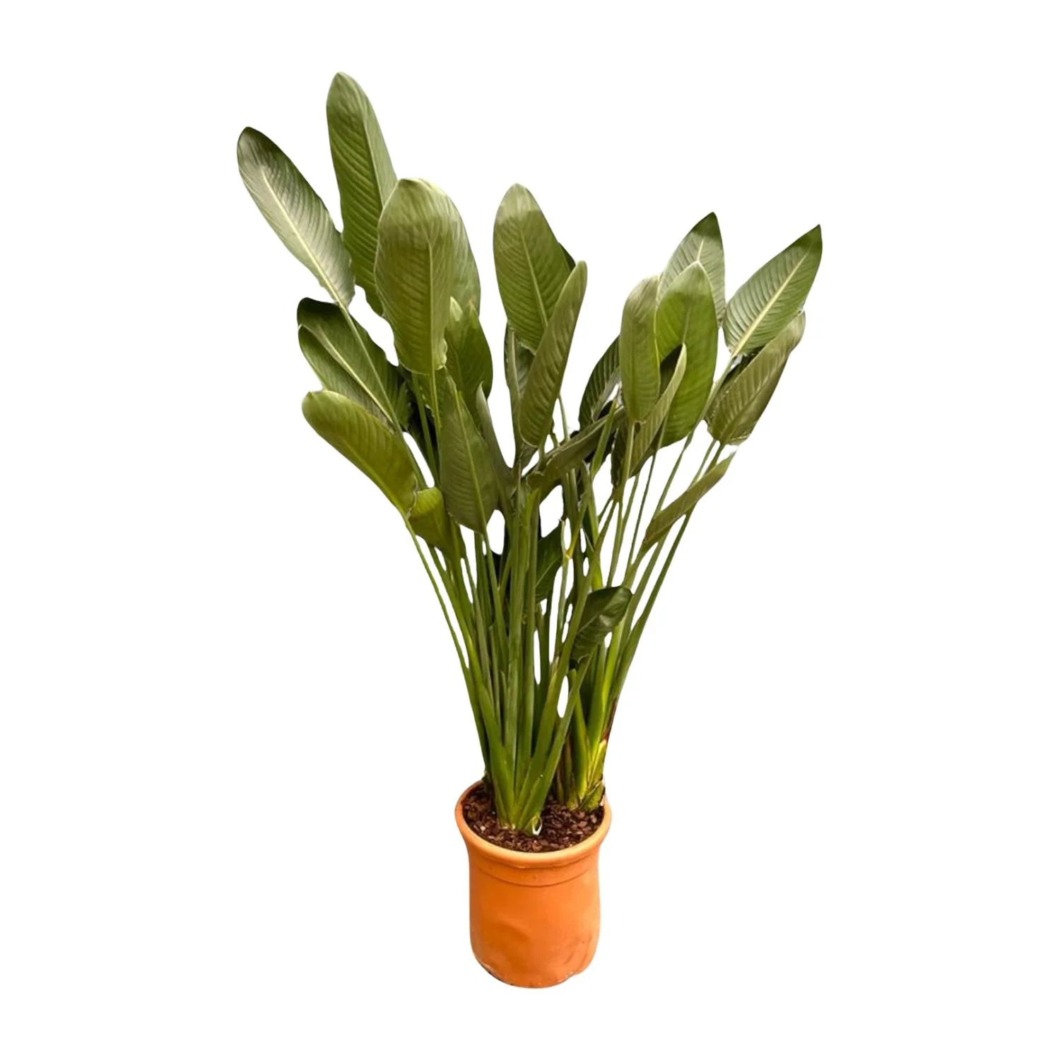 Strelitzia Reginae - Paradiesvogelblume XXL | 200 cm | Ø50 cm