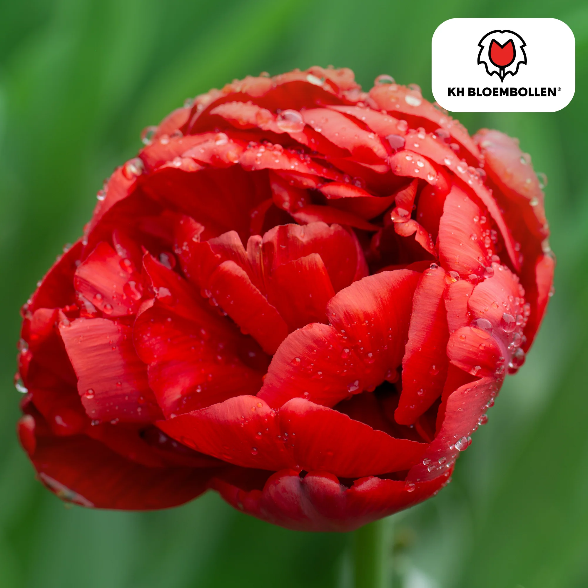 Tulpenzwiebeln – Bombastic Red | 20 Stück | Zwiebelgröße 11/12