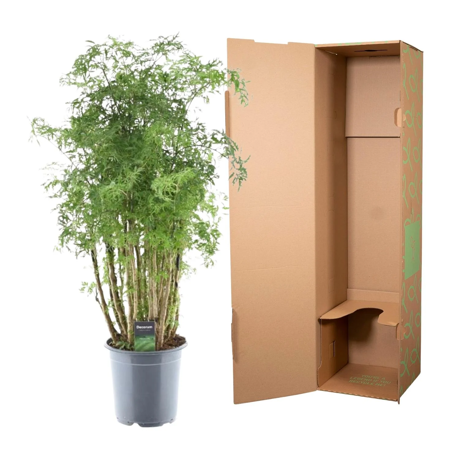 Aralia - Polyscias Hawaiiana Ming | 100 cm | Ø24cm