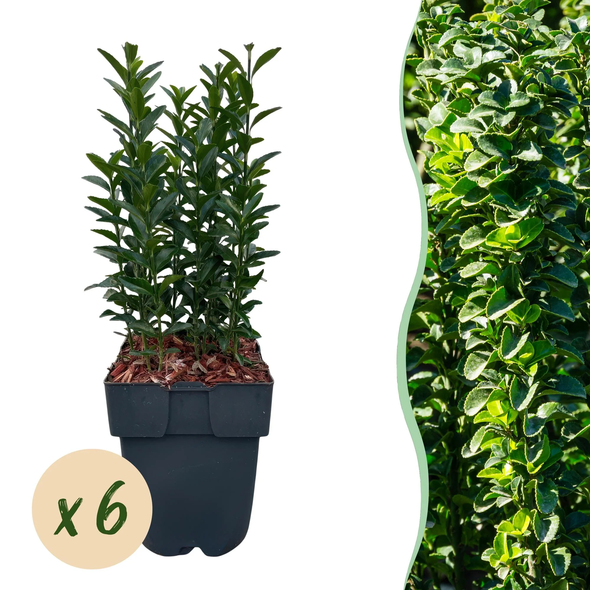 6x Japanischer Spindelstrauch - Euonymus japonica Green Spire | 6 Pflanzen - 1 laufender Meter | Topf 17cm - Höhe 40cm