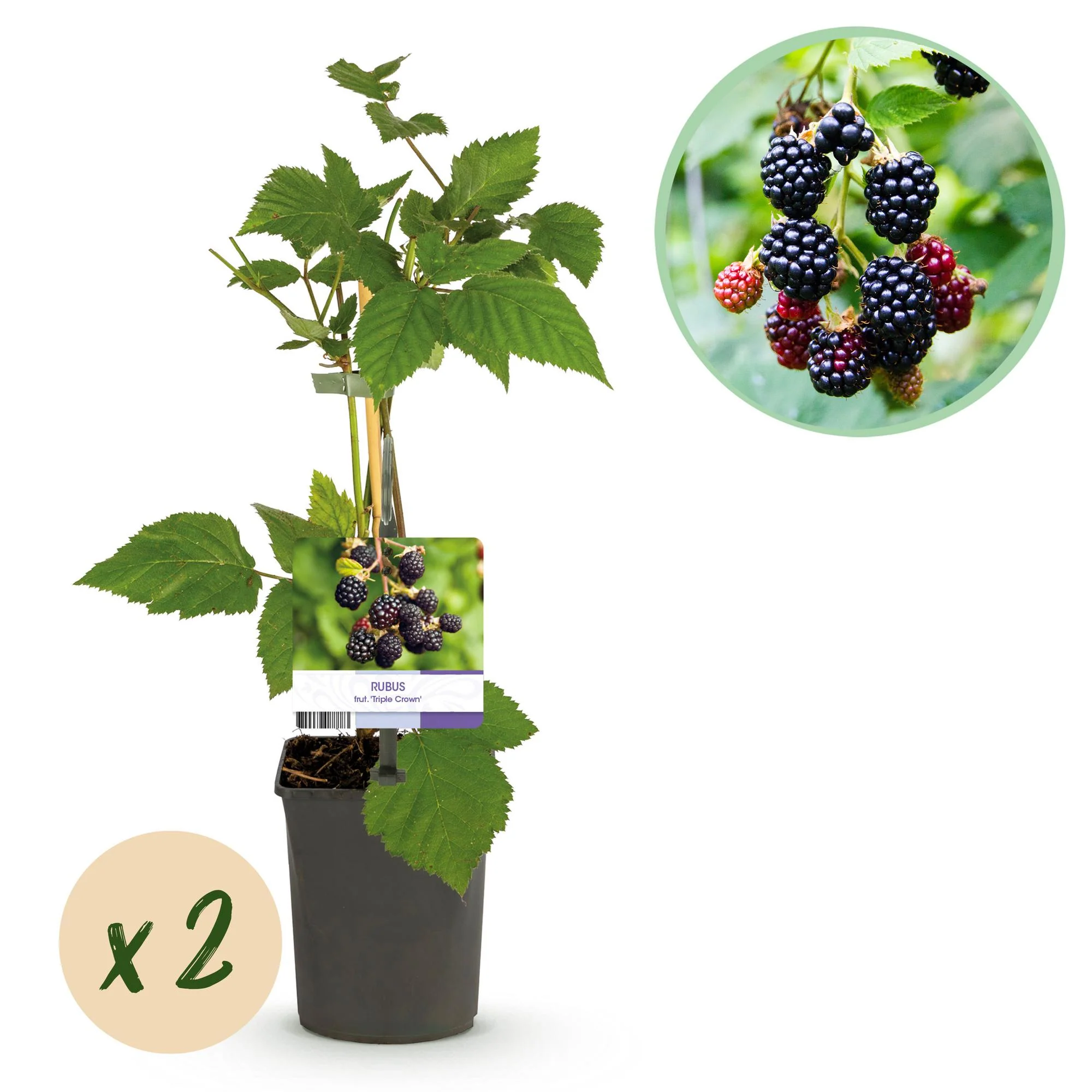 2x Schwarze Brombeere - Rubus fruticosus Triple Crown | 2 Pflanzen | Topf 11cm - Höhe 40cm