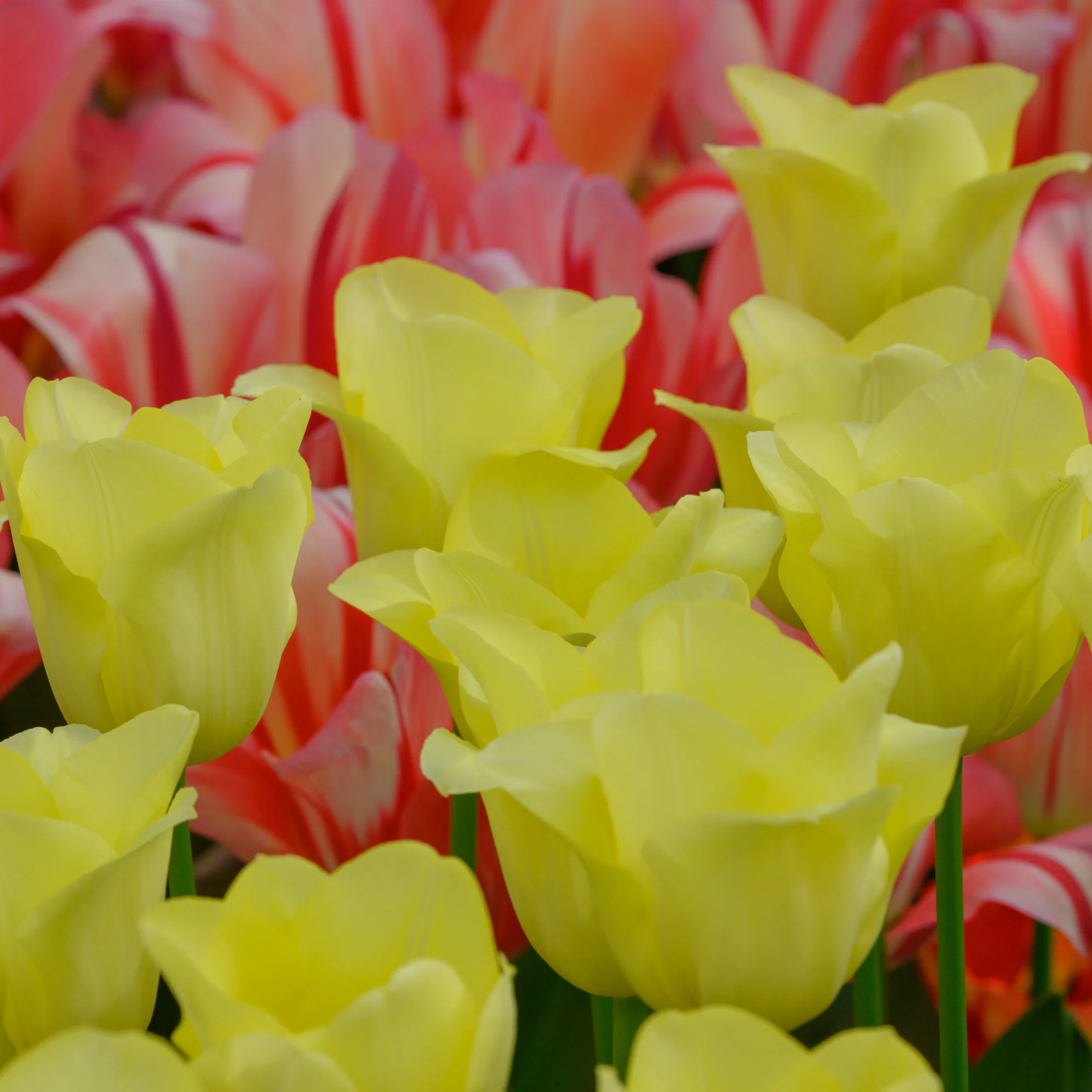 Tulpenzwiebeln 'World Friendship' Hellgelbe Tulpe – 20 Stück | Größe 11/12
