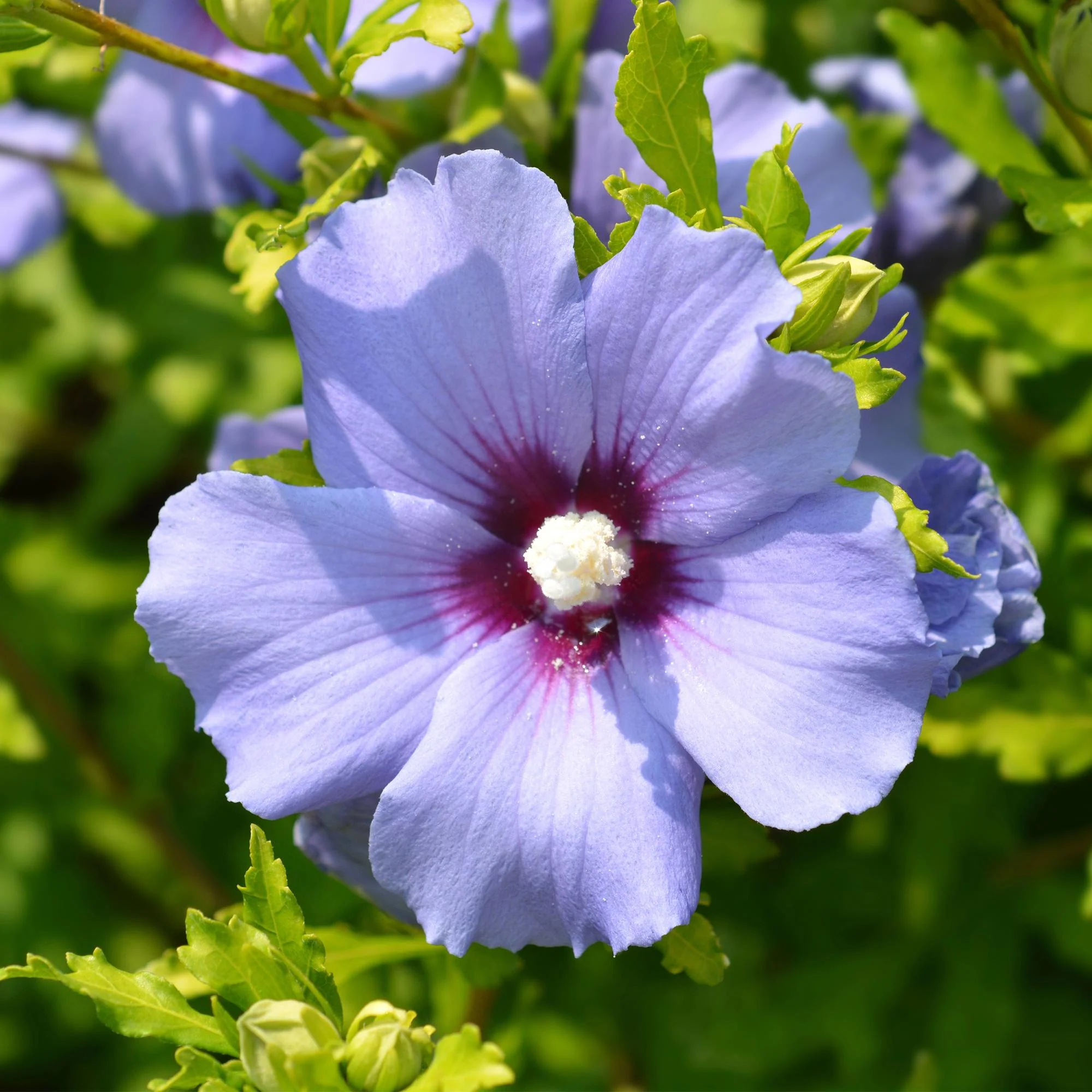 Garteneibisch 'Blauer Vogel' - Hibiscus syriacus Oiseau Blue | Topf 17cm Höhe 45cm