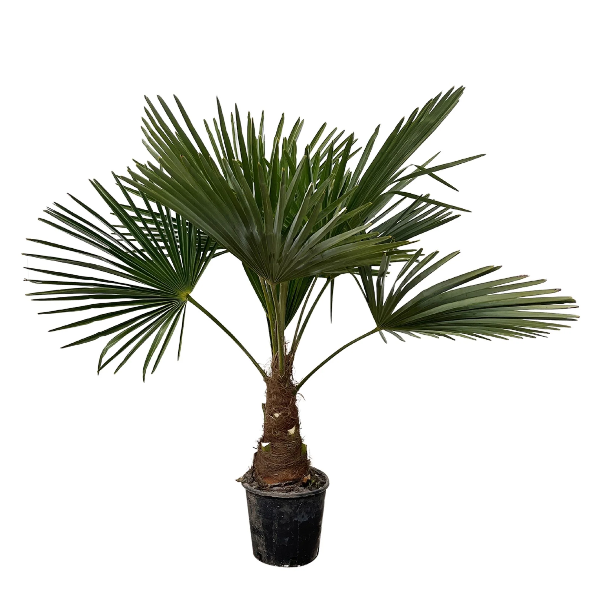 Chinesische Hanfpalme - Trachycarpus | 90 - 100cm | Ø21