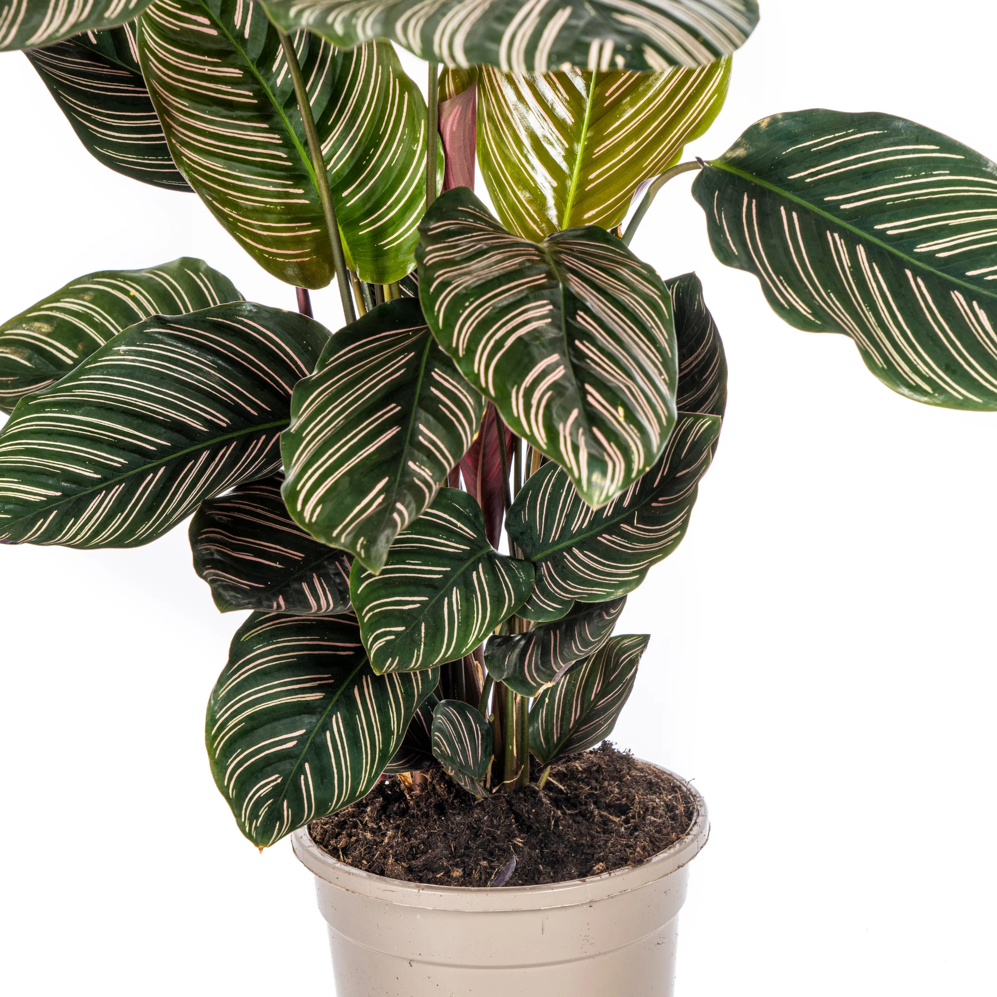 Korbmarante - Calathea Ornata Sanderiana | 40 - 50cm | Ø17cm