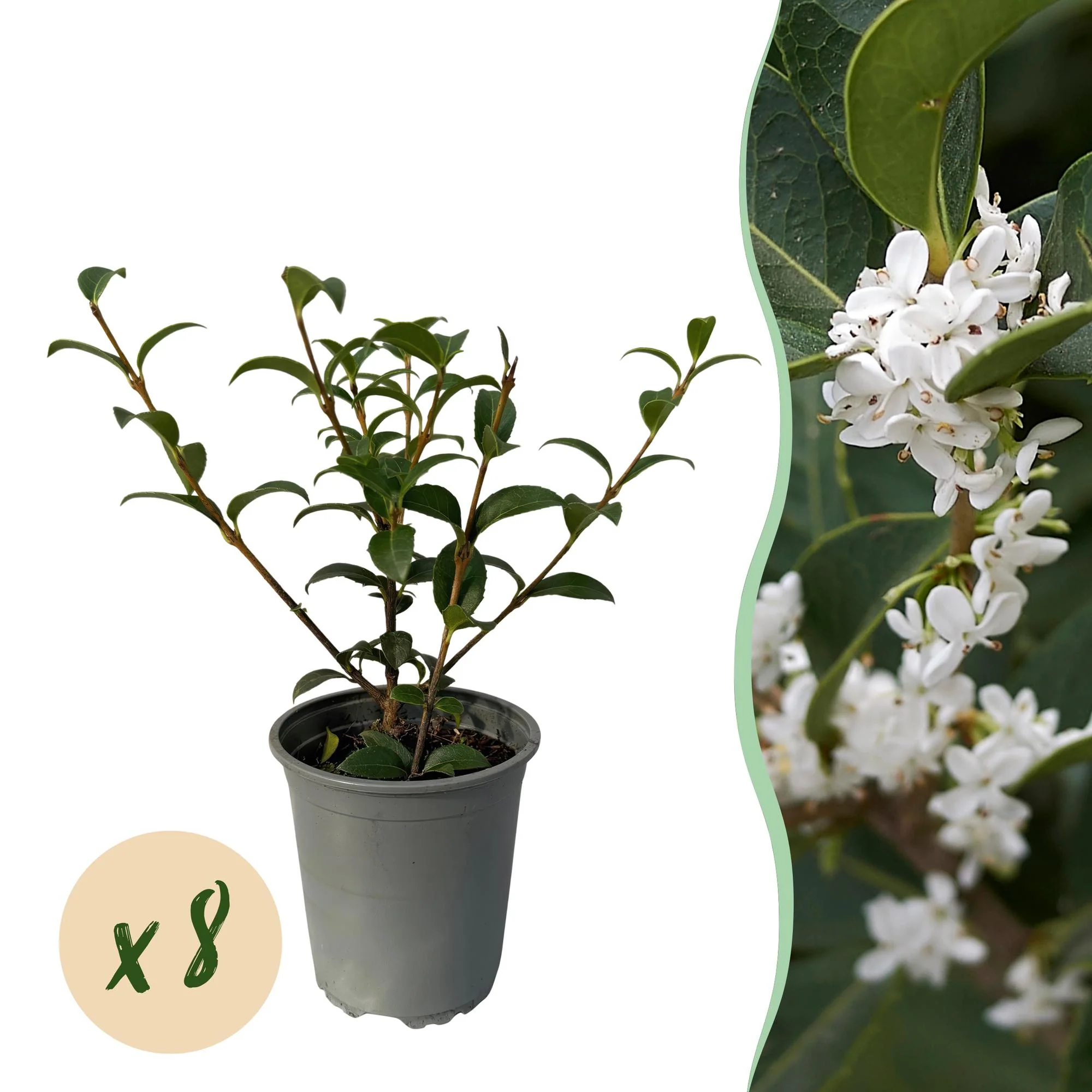 8 x Frühlingsduftblüte - Osmathus burkwoodii | 8 Pflanzen - 1 laufender Meter | Topf 9cm - Höhe 25-30cm