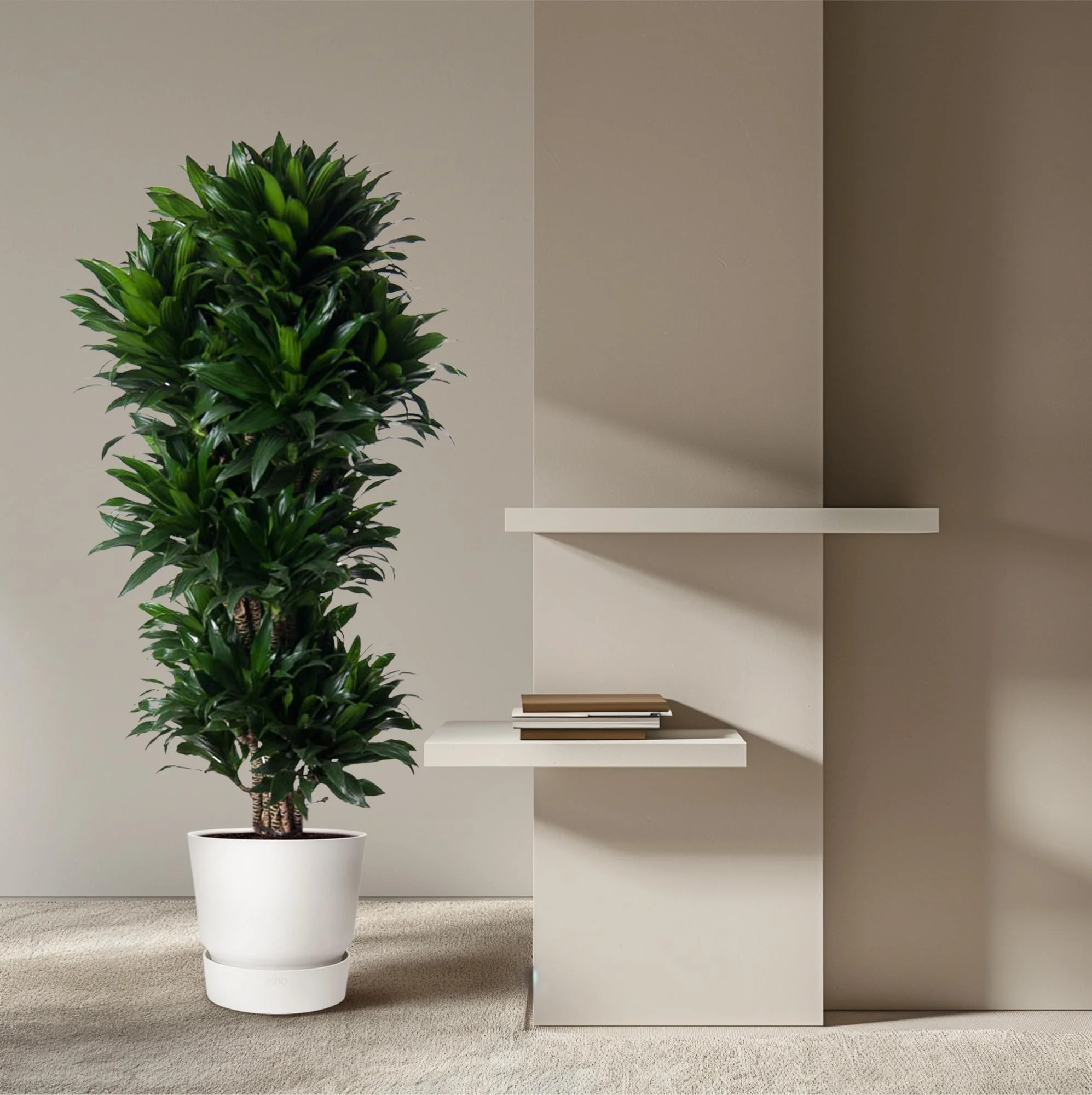 Dracaena Compacta - Drachenbaum | 140 cm | Ø31 cm