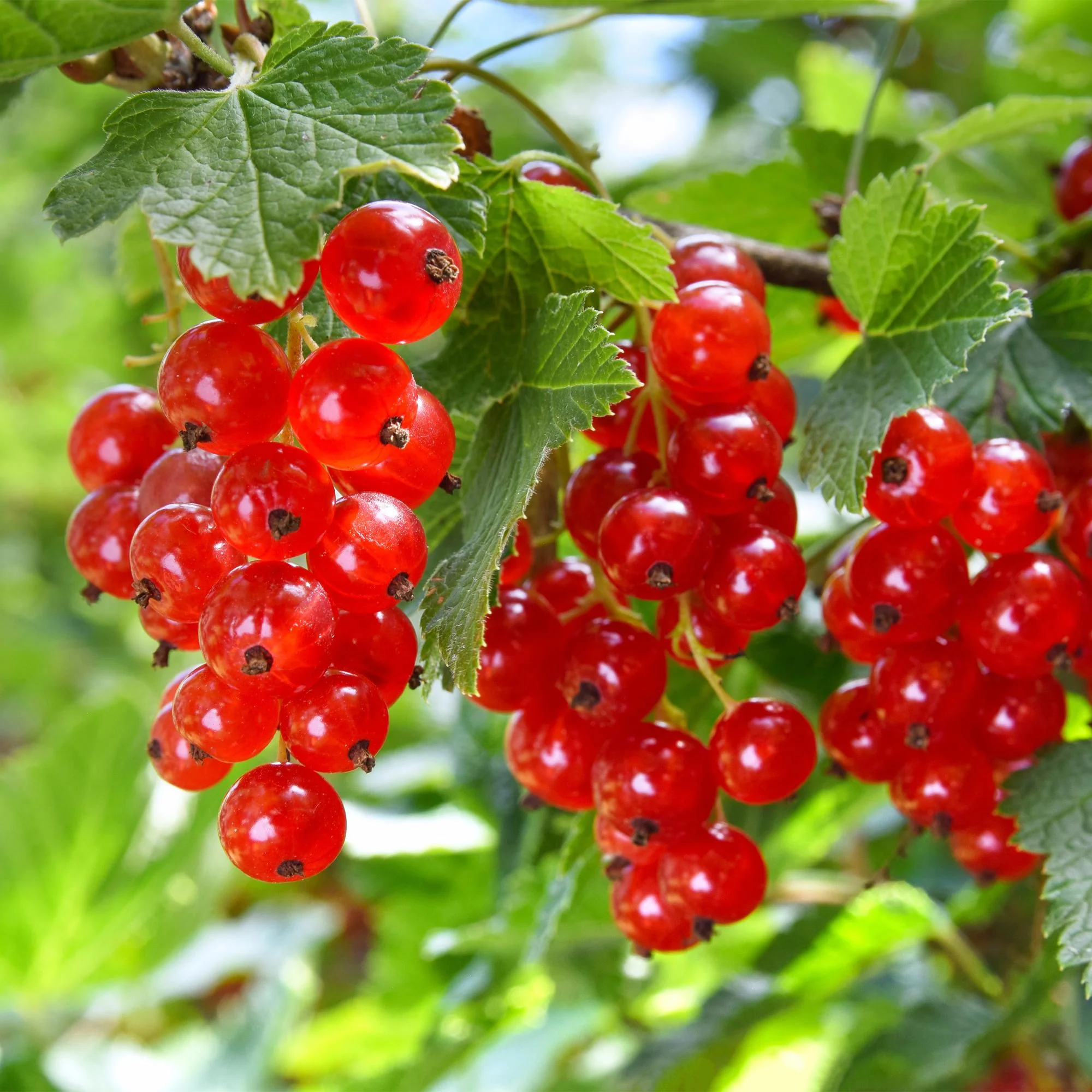 2x Rote Johannisbeere - Ribes rubrum Jonkheer van Tets | 2 Pflanzen | Topf 11cm - Höhe 40cm