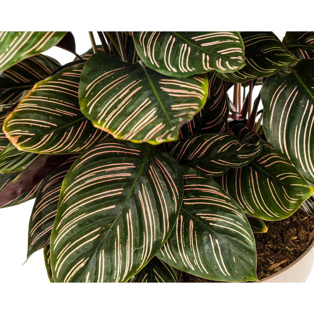 Korbmarante - Calathea Ornata Sanderiana | 60 - 80cm | Ø27cm
