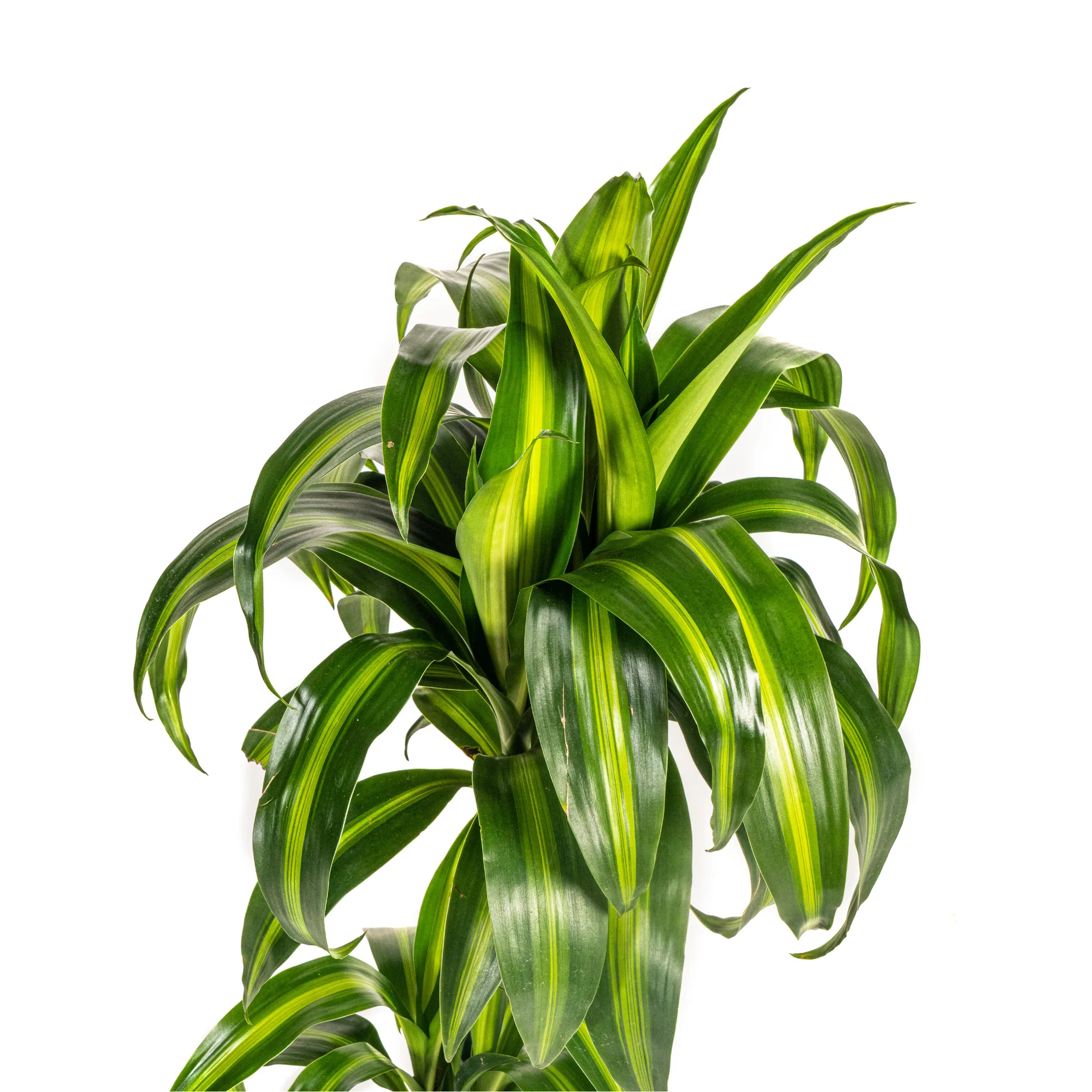 Dracaena Deremensis Hawaiian Sunshine | 70 - 90cm | Ø19cm