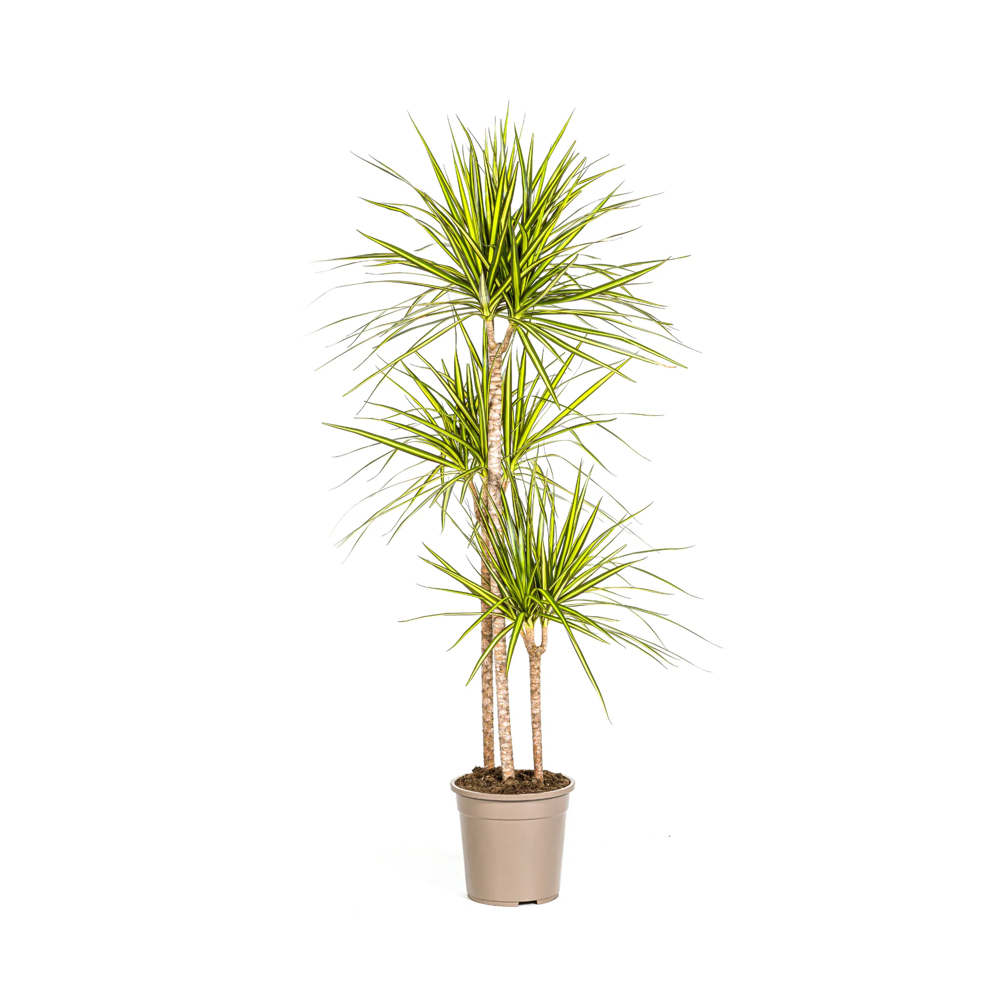 Drachenbaum - Dracaena Marginata Sunray | 130 - 150cm | Ø24cm