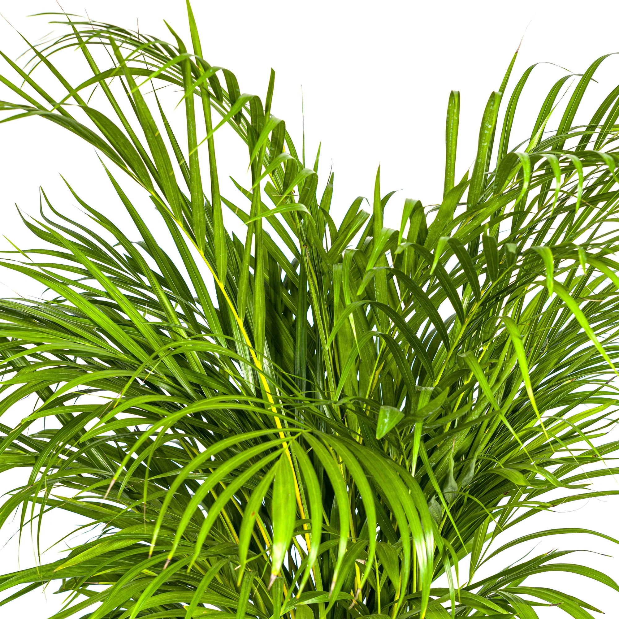Goldfruchtpalme - Areca-Palme - Dypsis Areca Lutescens | 120 - 140cm | Ø24cm