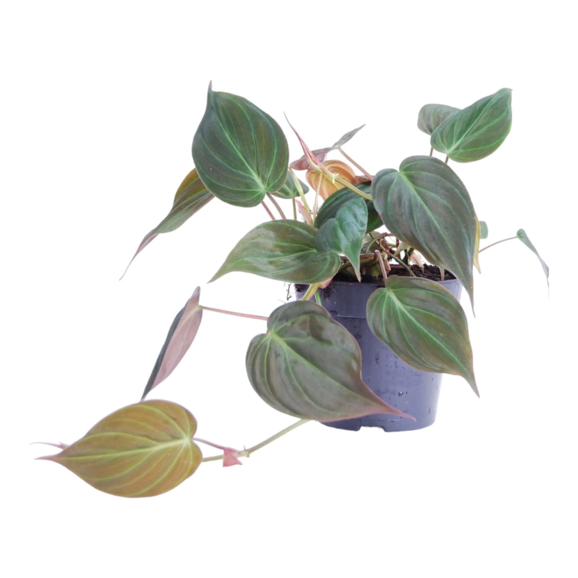 Samtblatt-Philodendron - Philodendron scandens 'Micans' | 25 cm | Ø12