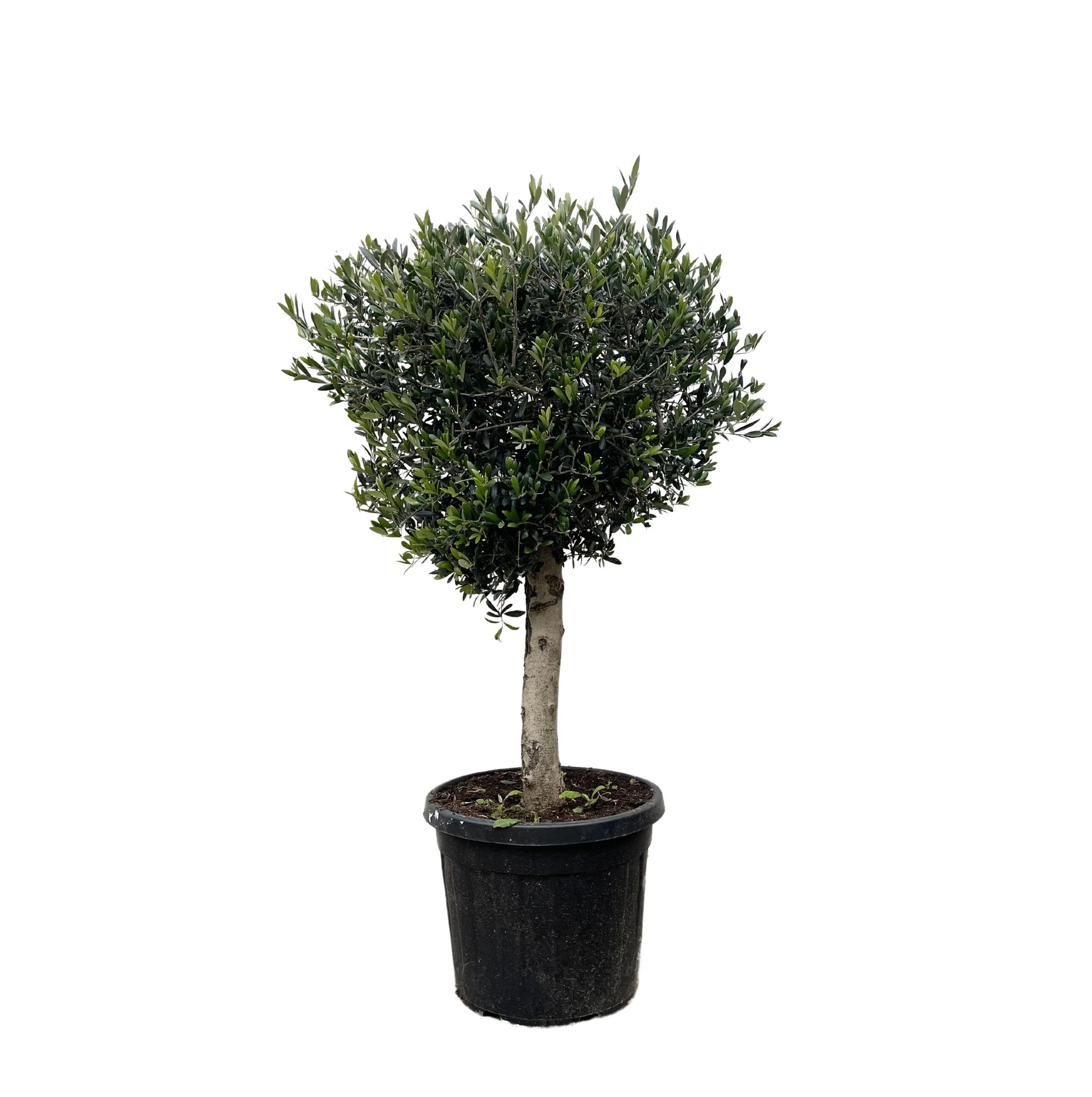 Lorbeer-Olivenbaum - Olea Europaea Lorc | 180cm | Ø45