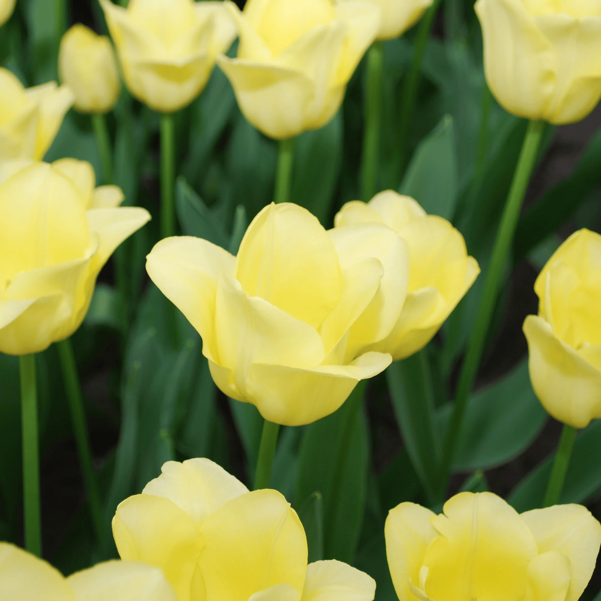 Tulpenzwiebeln 'World Friendship' Hellgelbe Tulpe – 20 Stück | Größe 11/12