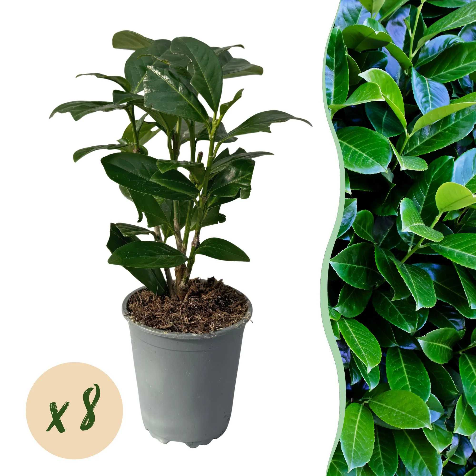 8x Kirschlorbeer - Prunus laurocerasus Novita | 8 Pflanzen - 1 laufender Meter | Topf 9cm - Höhe 30-35cm