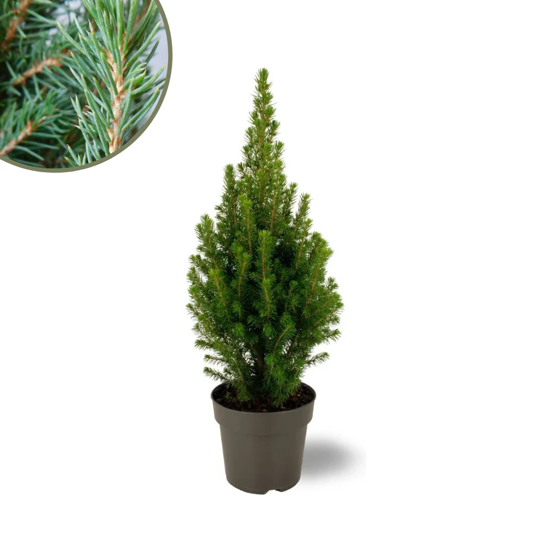 Weißfichte - Picea glauca Perfecta | 40 cm | Ø15 cm