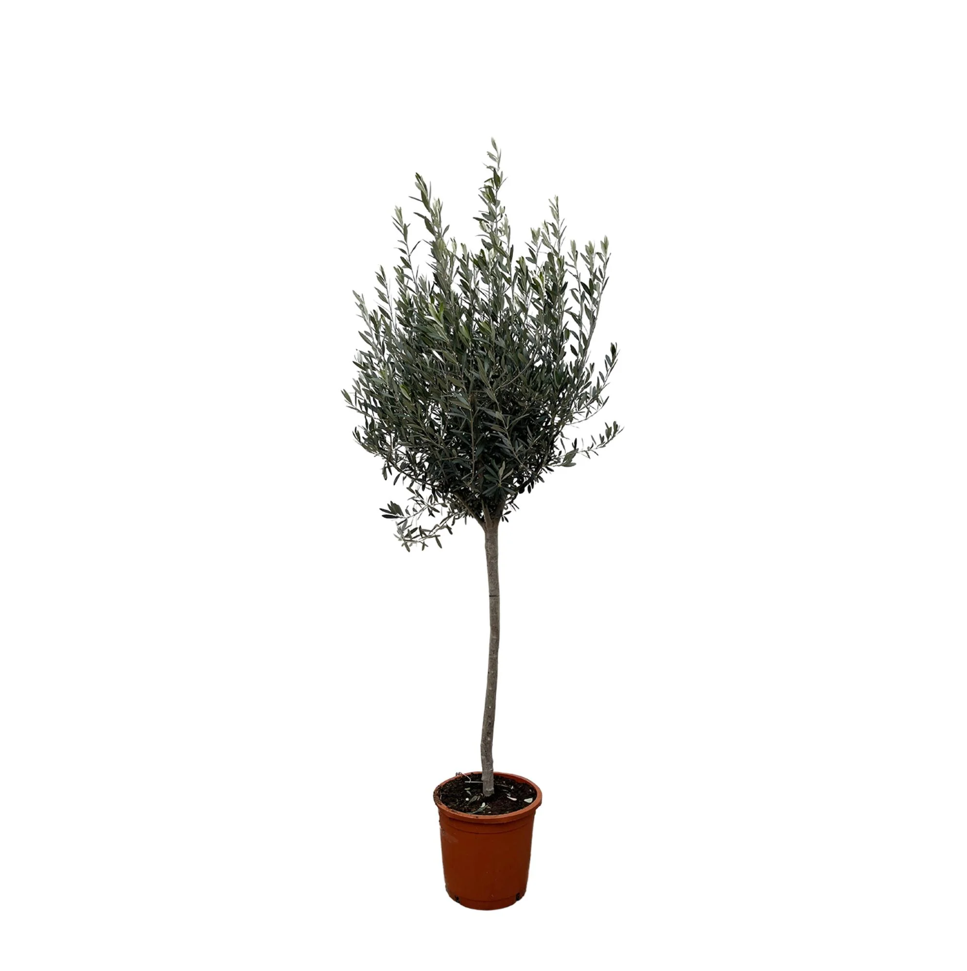 Olivenbaum auf Stamm - Olea Europaea | 160cm | Ø24