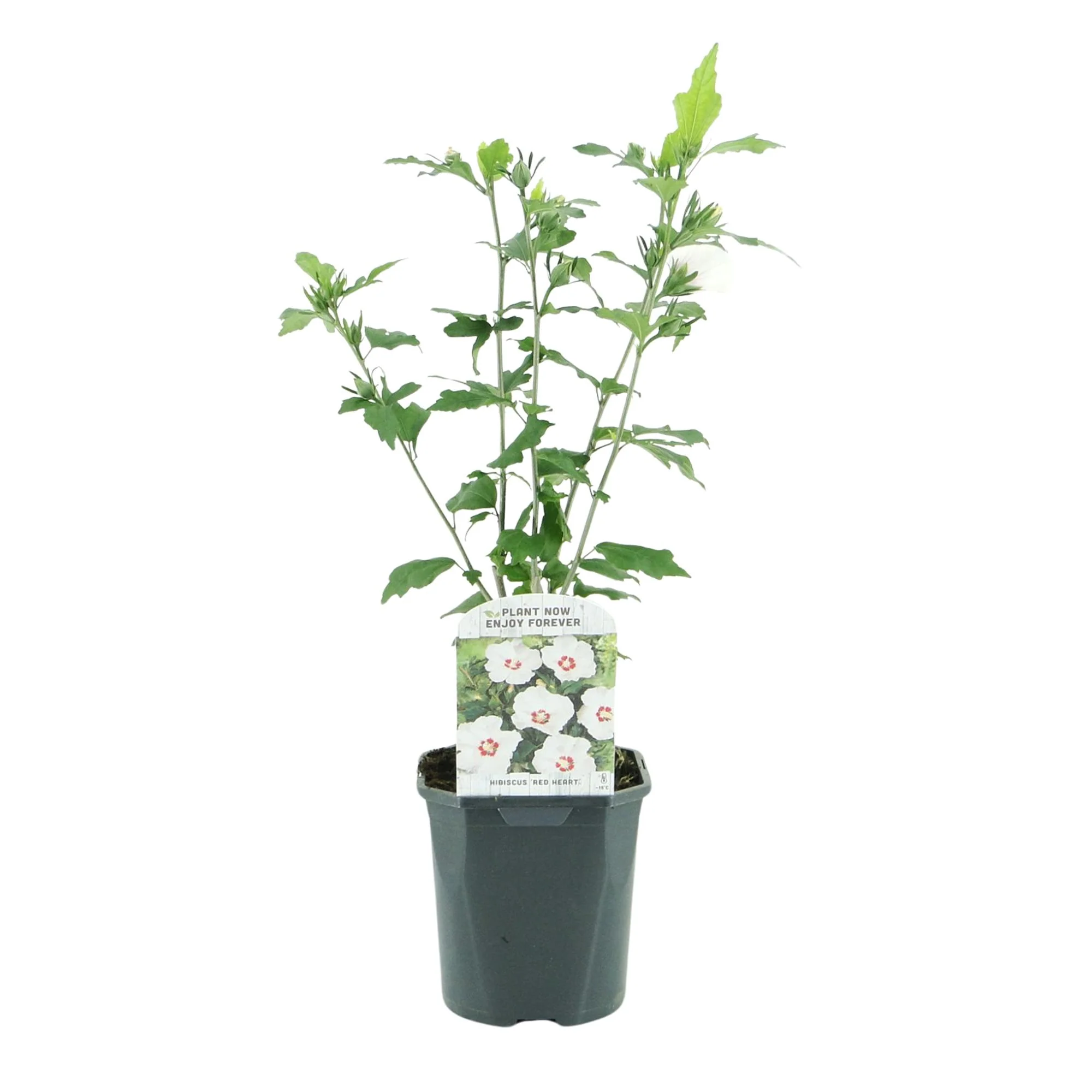 Garteneibisch Red Heart - Hibiscus syriacus Red Heart | Topf 17cm Höhe 45cm