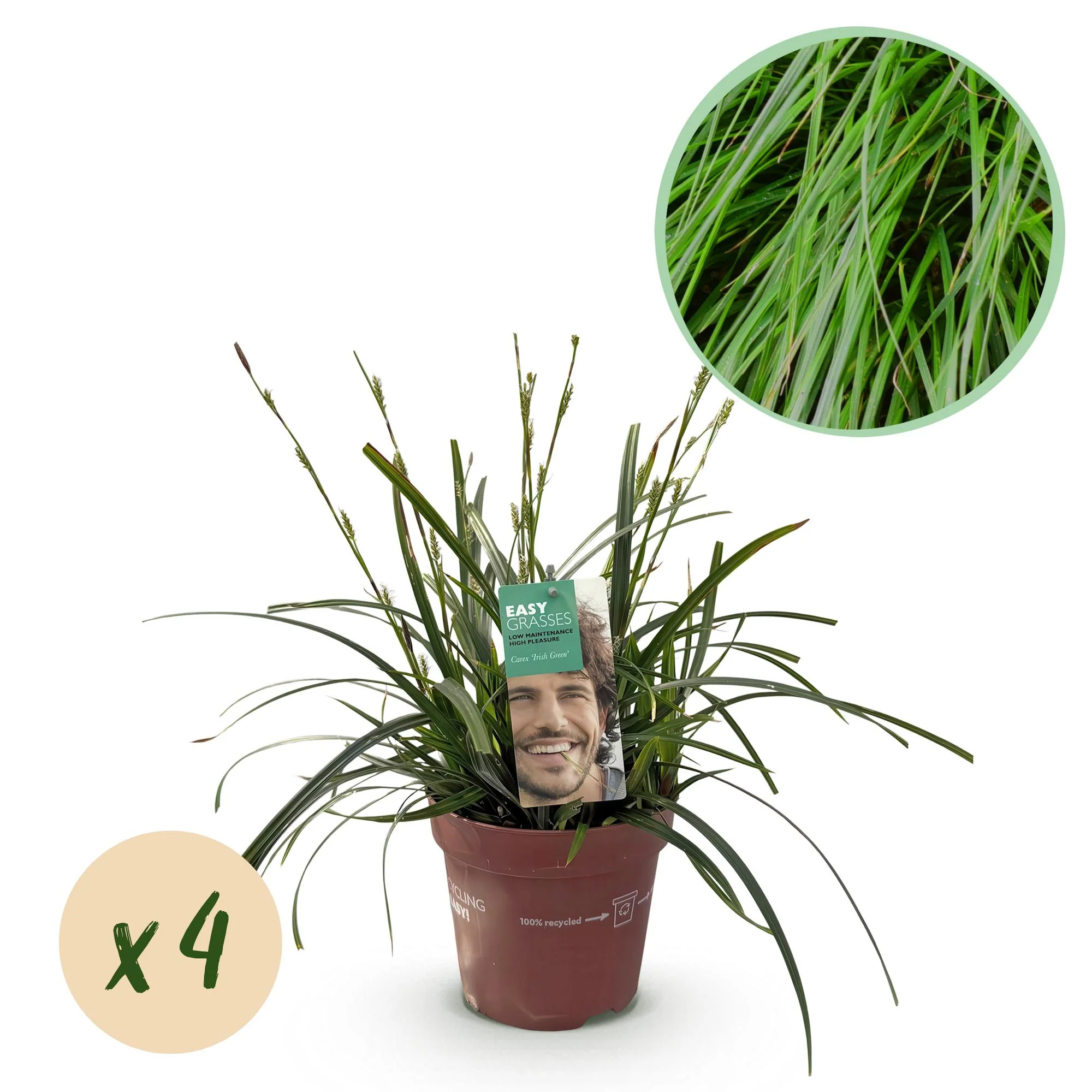 4x Japan-Segge - Carex oshimensis Intense Green | 50 cm | Ø17 cm