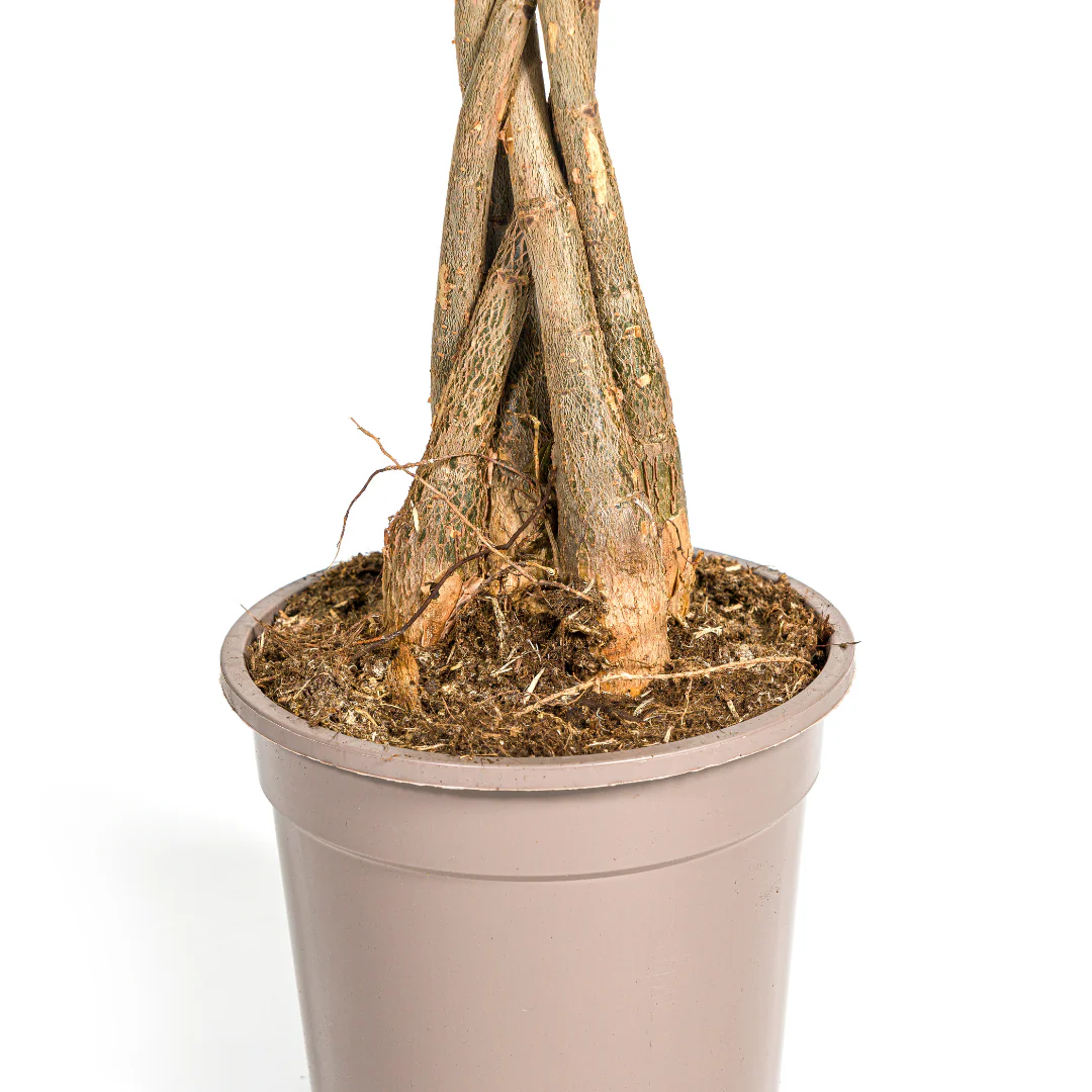 Glückskastanie – Pachira Aquatica | 70–90 cm | Ø19 cm