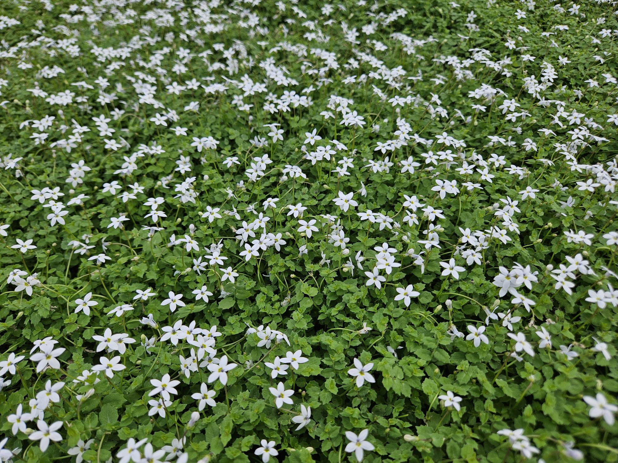 48x Weiße Sumpfglockenblume - Isotoma fluviatilis 'Alba' | 10-25cm | Ø9cm