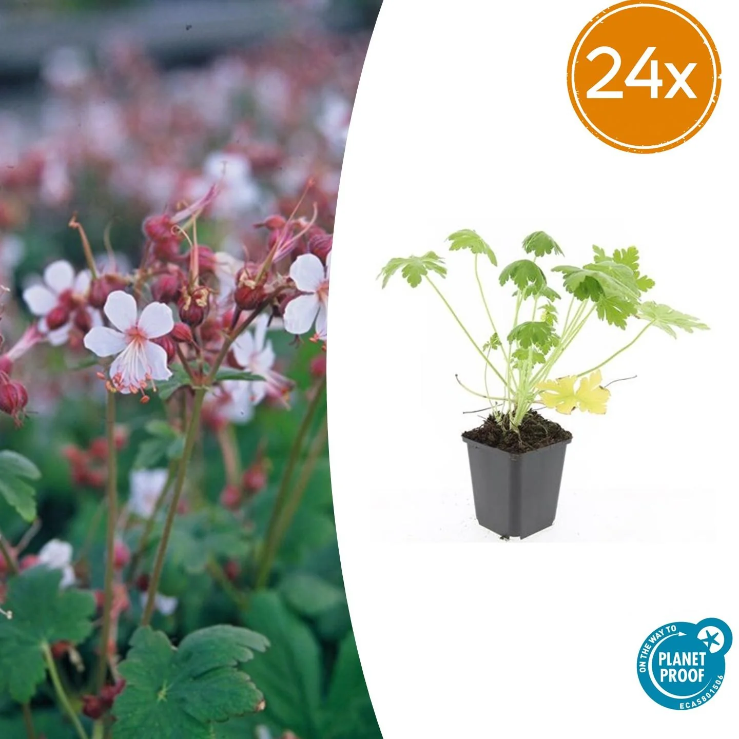 24x Großes Storchschnabel - Geranium macr. 'Spessart' | 10-25cm | Ø9cm
