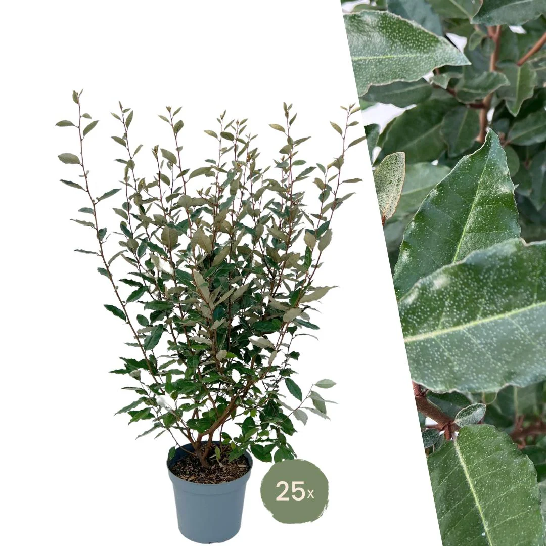 25x Große Ölweide – für 10 Meter Hecke | Elaeagnus ebbingei | 100–125 cm hoch | 12 L Topf