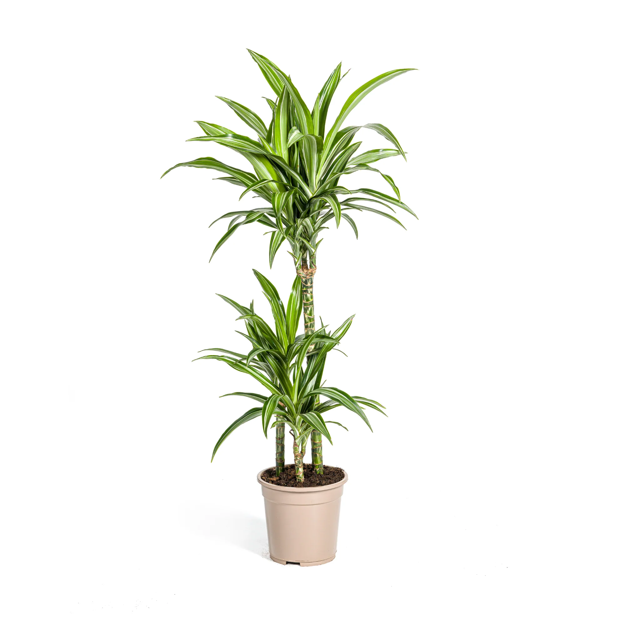 Drachenbaum - Dracaena Deremensis White Stripe | 90 - 110cm | Ø21cm
