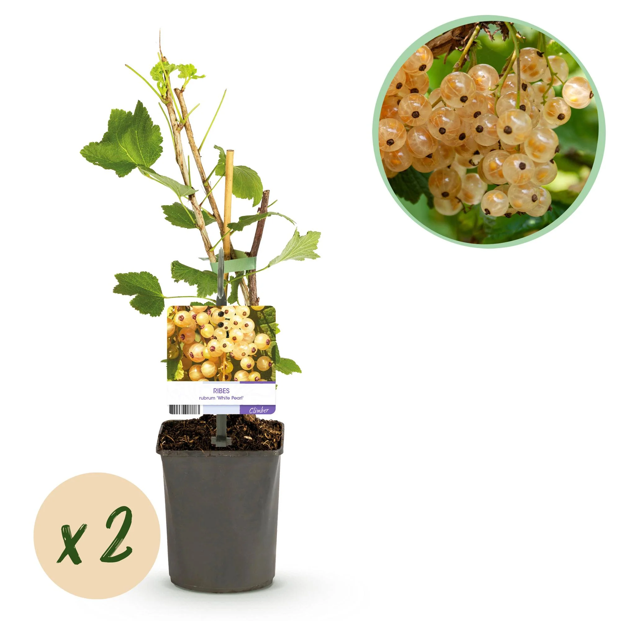 2x Weiße Johannisbeere - Ribes rubrum White Pearl | 2 Pflanzen | Topf 11cm - Höhe 40cm