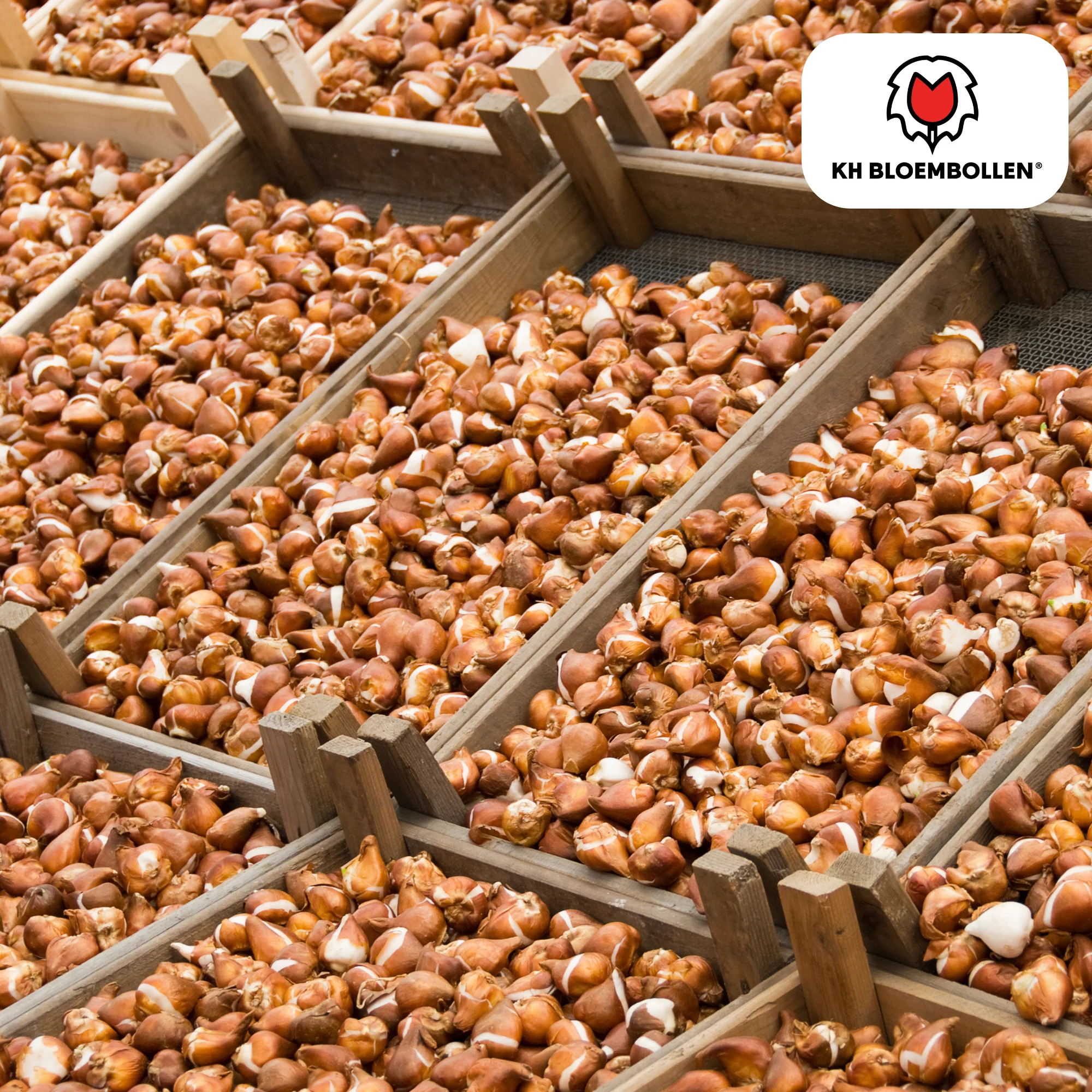 Tulpenzwiebeln Avant Garde – 20 Stück | Größe 11/12