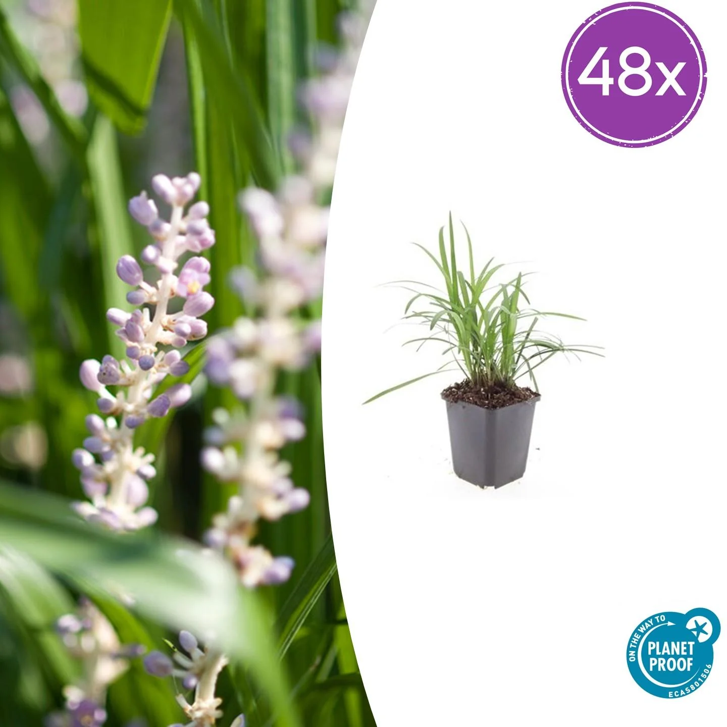 48x Traubenlilie - Liriope muscari 'Monroe White' | 10-25cm | Ø9cm