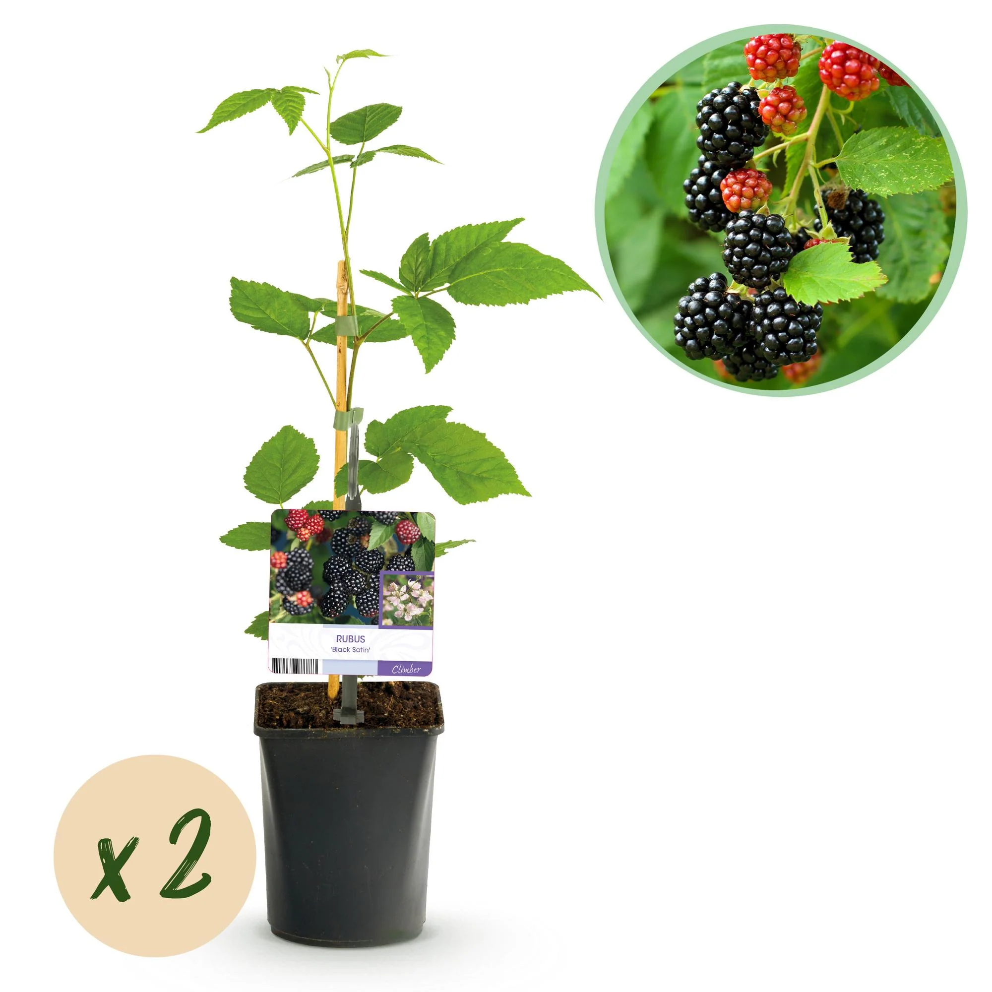 2x Schwarze Brombeere - Rubus Black Satin | 2 Pflanzen | Topf 11cm - Höhe 40cm