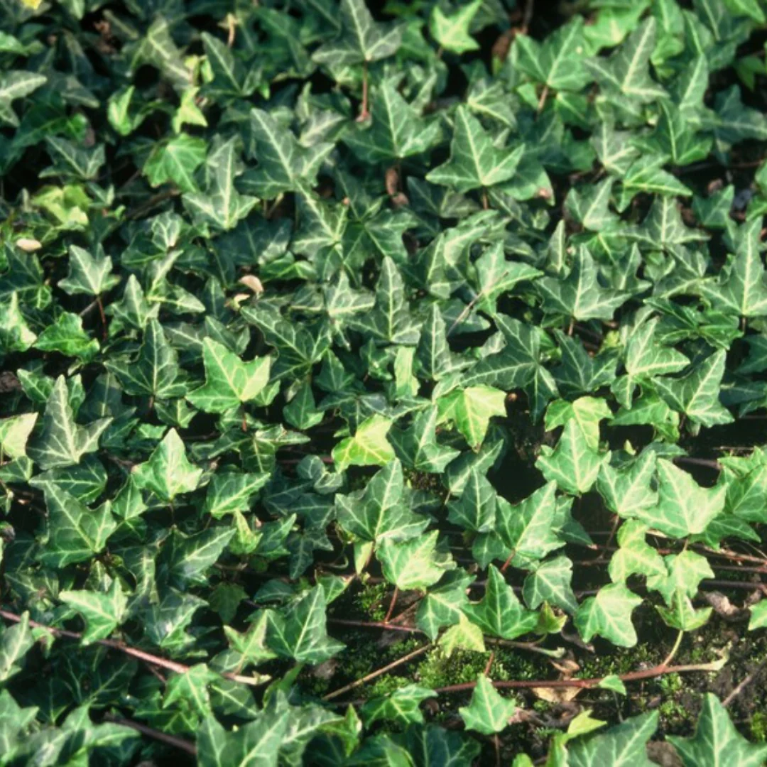 Efeu - Hedera 'Green Ripple' | 6 Jungpflanzen