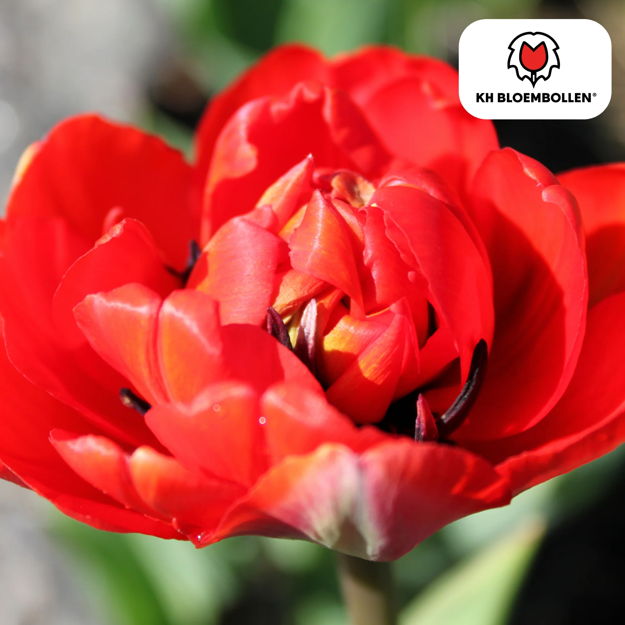 Tulpenzwiebeln – Bombastic Red | 20 Stück | Zwiebelgröße 11/12
