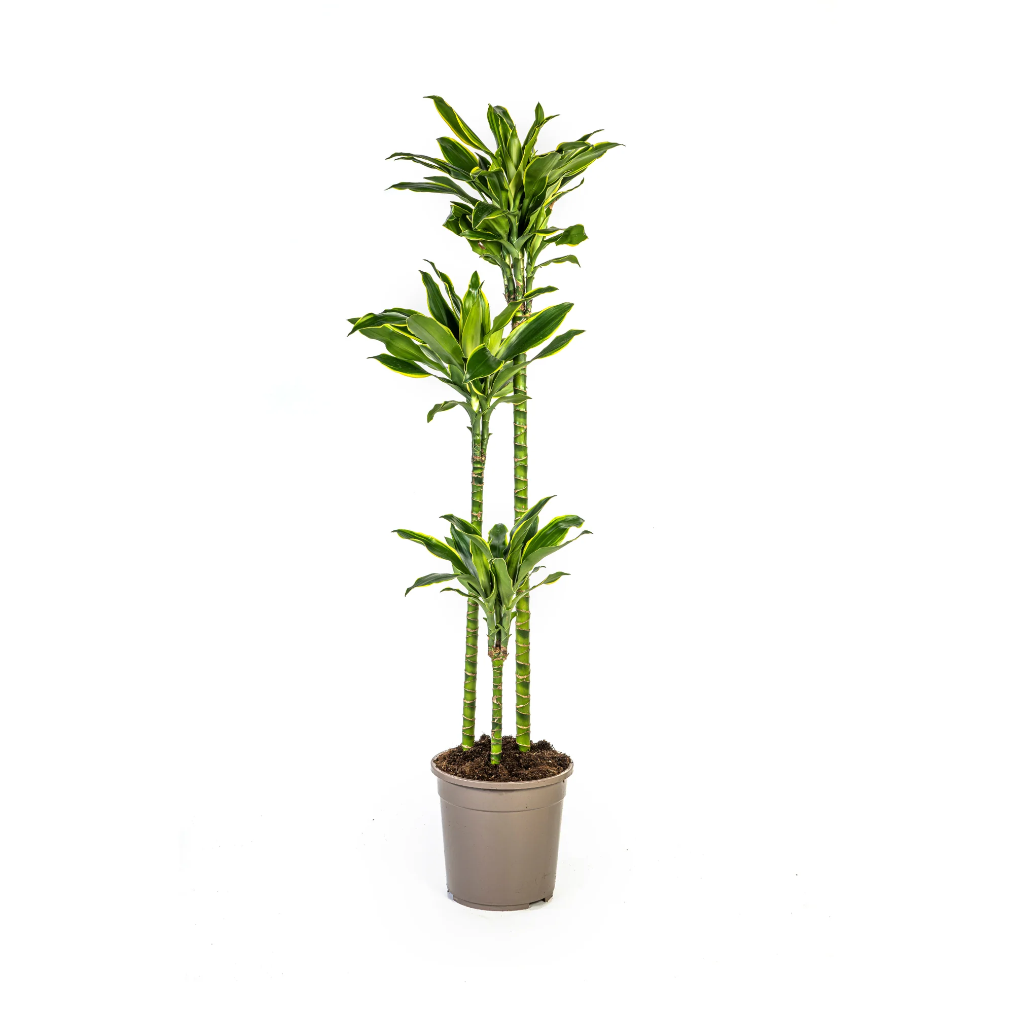 Duftender Drachenbaum - Dracaena Fragrans Golden Coast | 130 - 150cm | Ø24cm