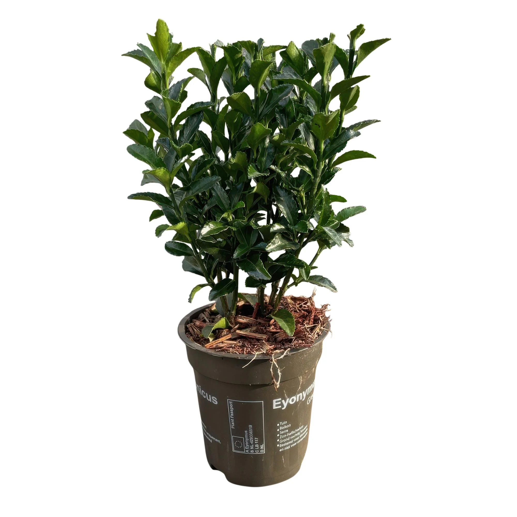 8x Japanischer Spindelstrauch - Pfaffenhütchen - Euonymus japonica Green Spire | 8 Pflanzen - 1 laufender Meter | Topf 9cm - Höhe 20-25cm