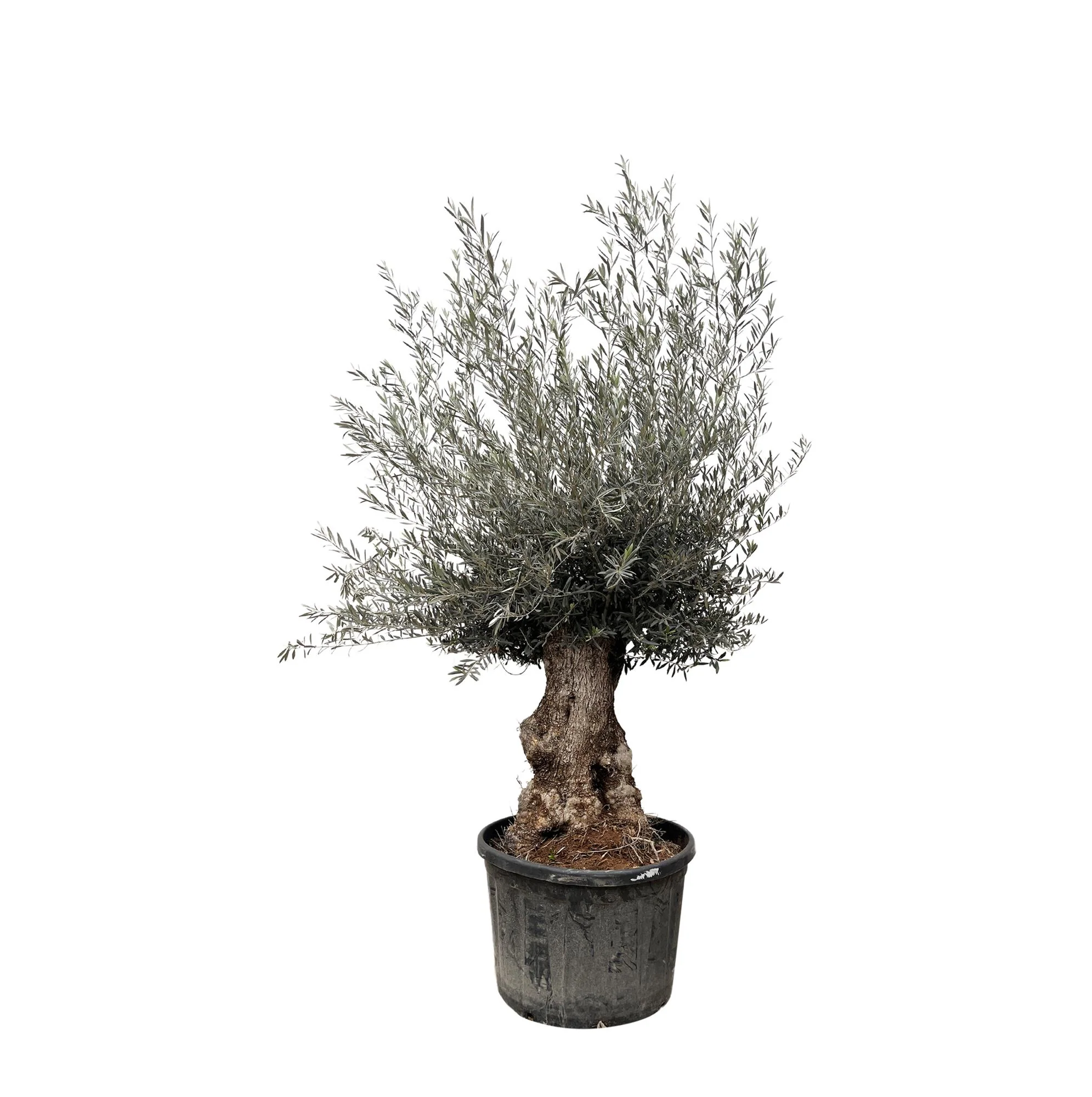 XXL Olivenbaum-Bonsai - Olea Europaea Bonsai | 270 cm | Ø80 cm