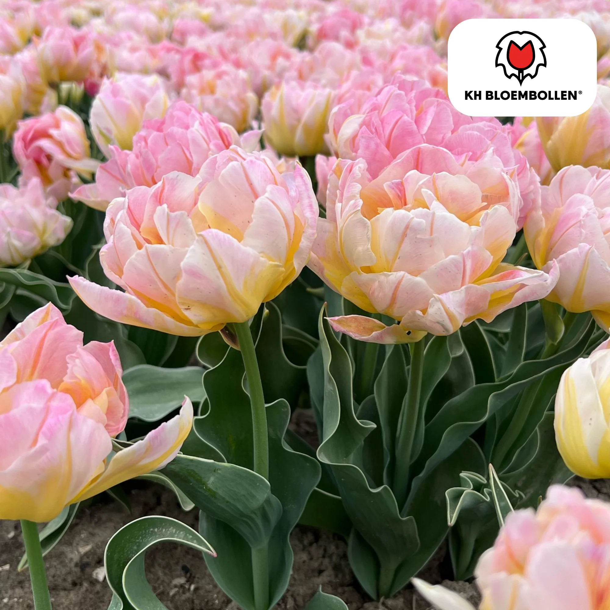 Tulpe Password – Tulipa Password | ca. 40–50 cm | 20 Zwiebeln Größe 11/12