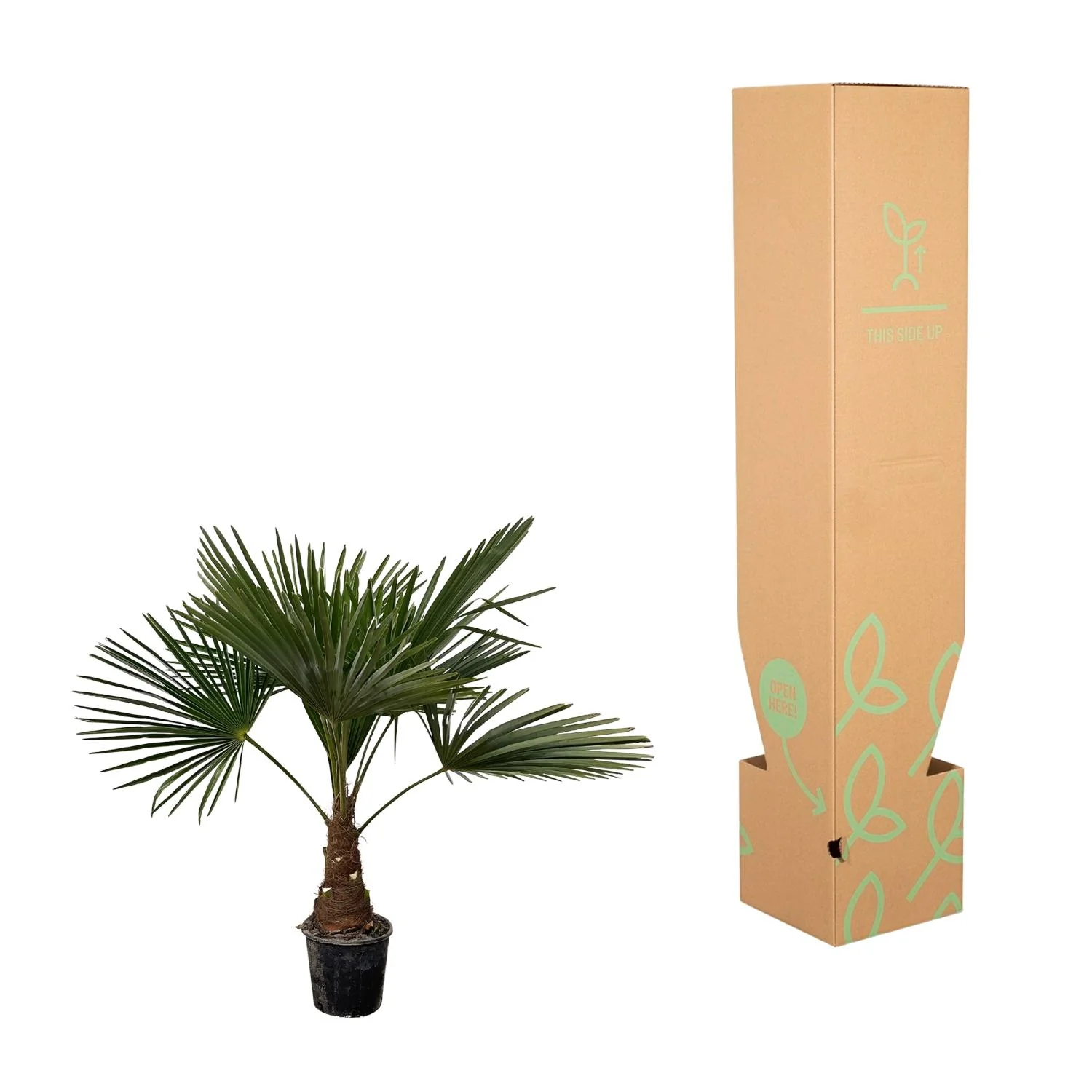 Chinesische Hanfpalme - Trachycarpus | 90 - 100cm | Ø21