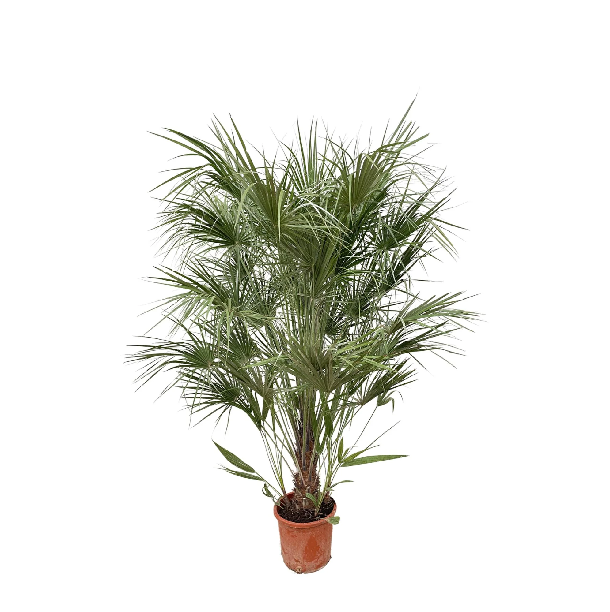 Europäische Zwergpalme - Chamaerops Humilis | 170 cm | Ø30 cm