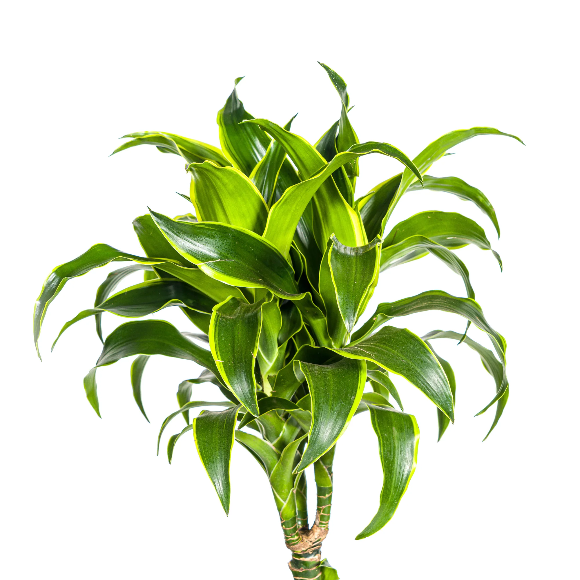 Goldener Drachenbaum - Dracaena Deremensis Dorado | 120 - 140cm | Ø24cm