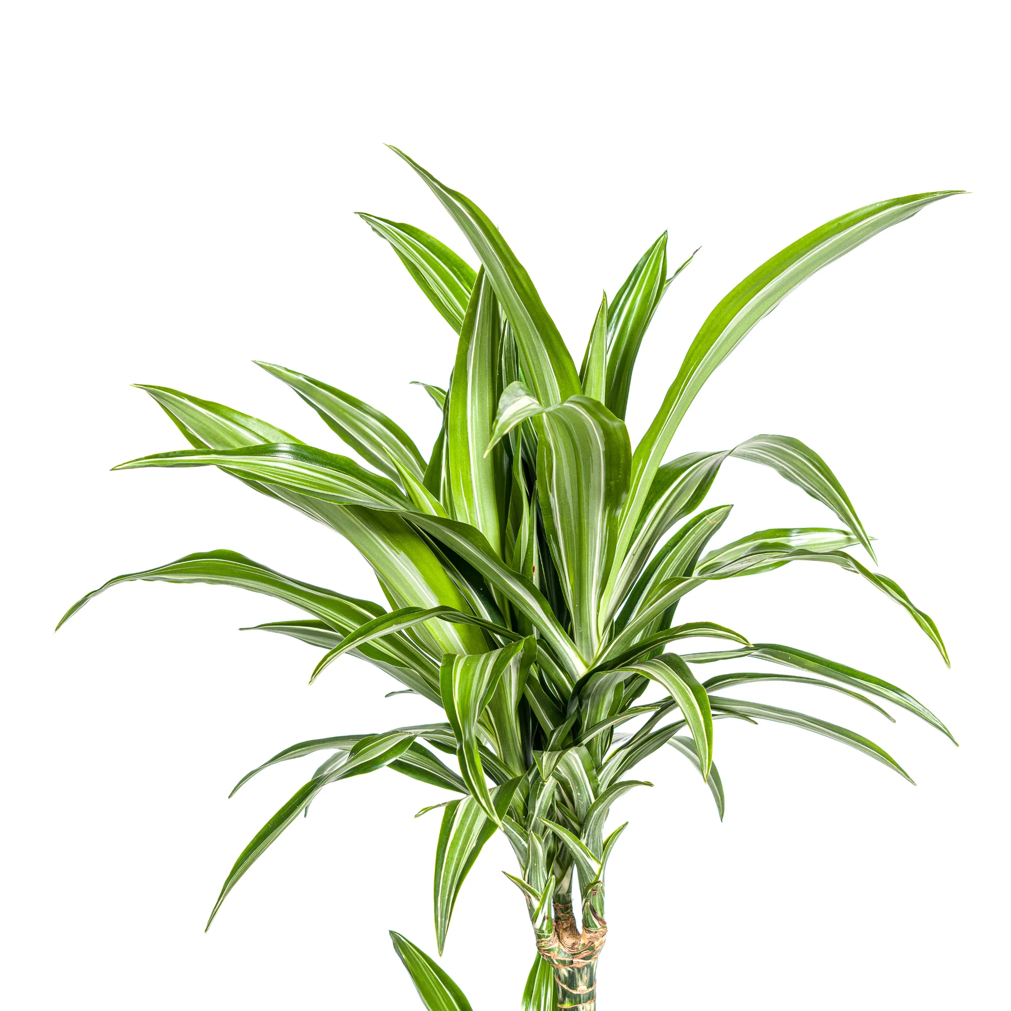 Drachenbaum - Dracaena Deremensis White Stripe | 90 - 110cm | Ø21cm