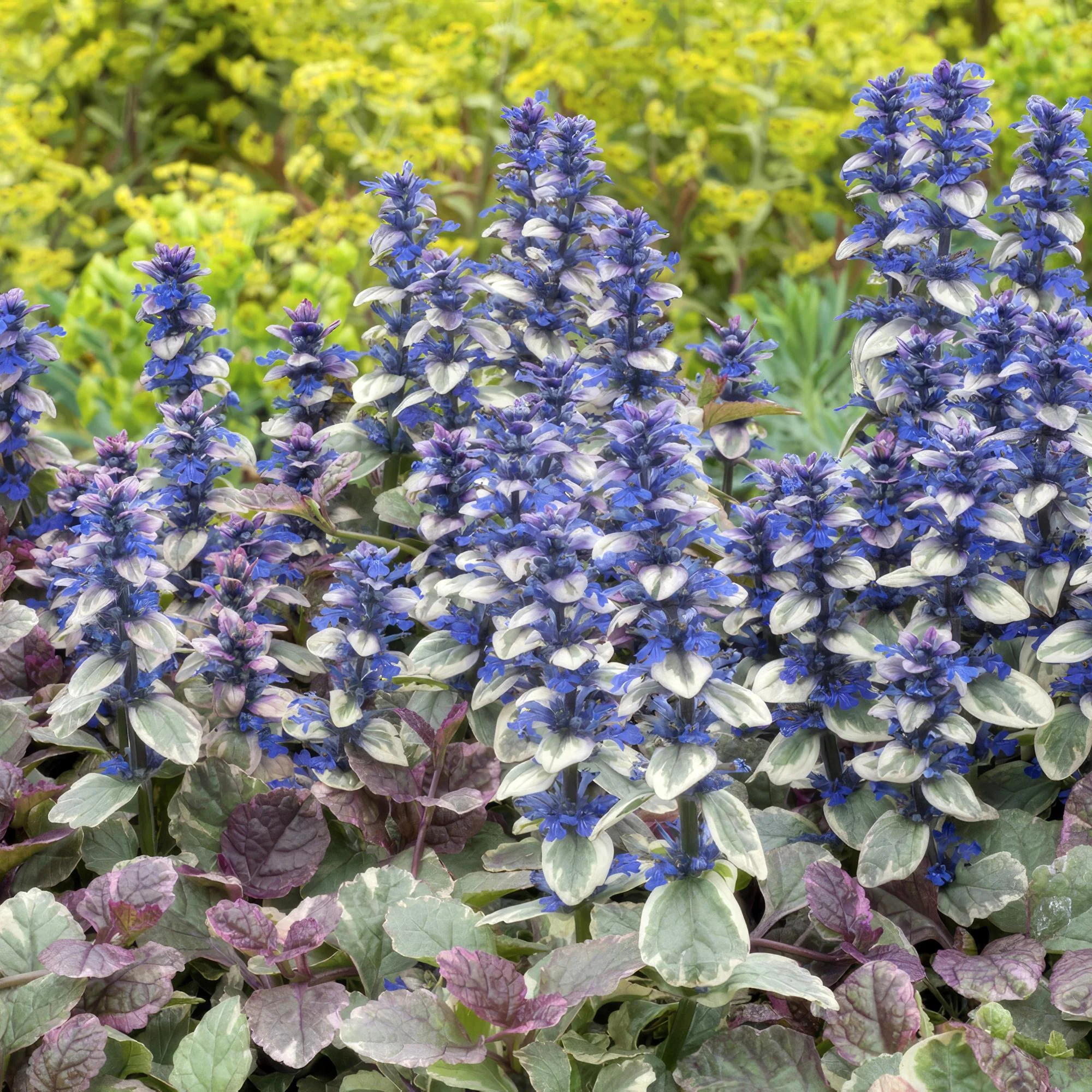 24x Kriechender Günsel - Ajuga reptans 'Burgundy Glow' | ↕10-25cm | Ø9cm